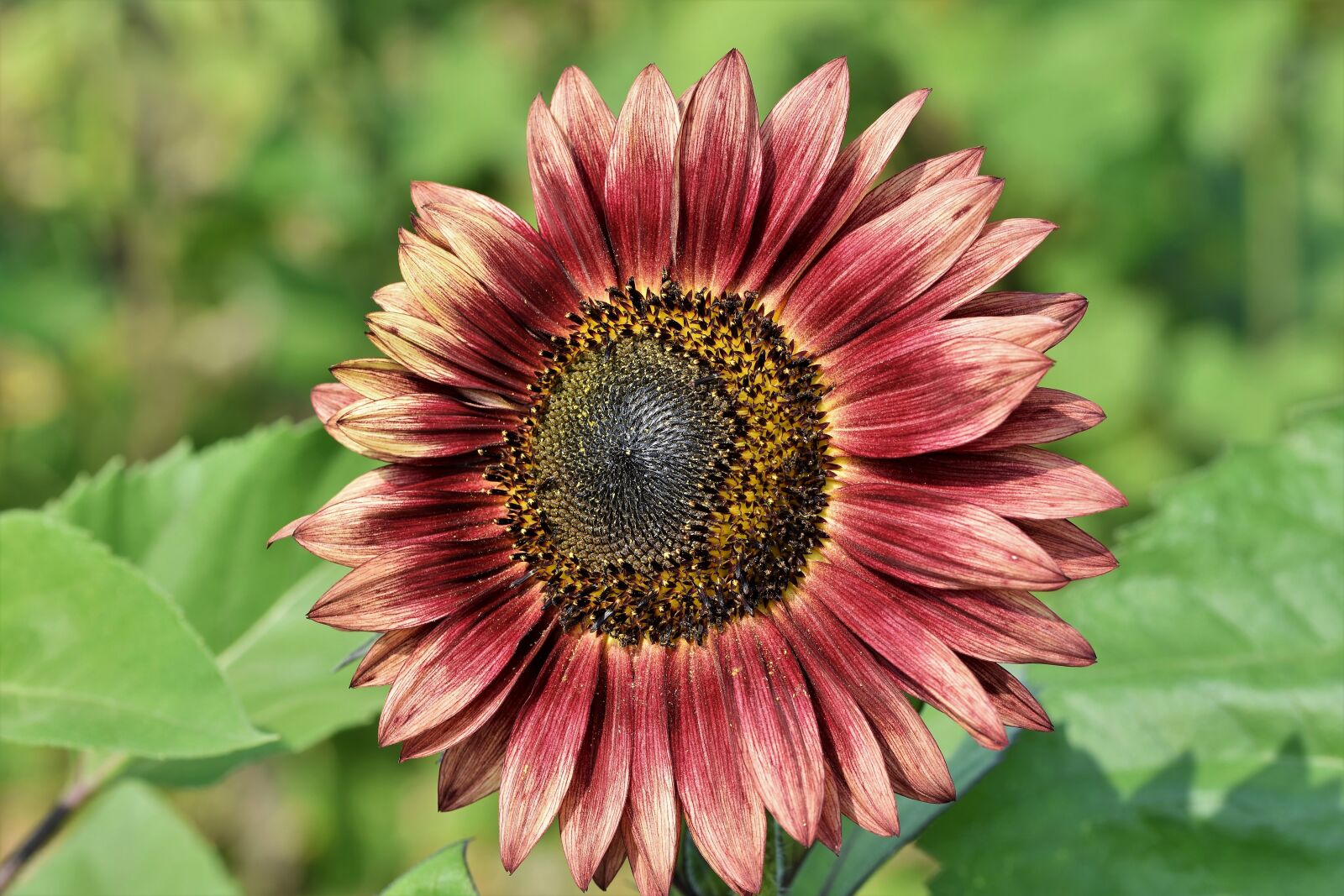 Nikon D7200 sample photo. Sunflower, flower, blossom photography