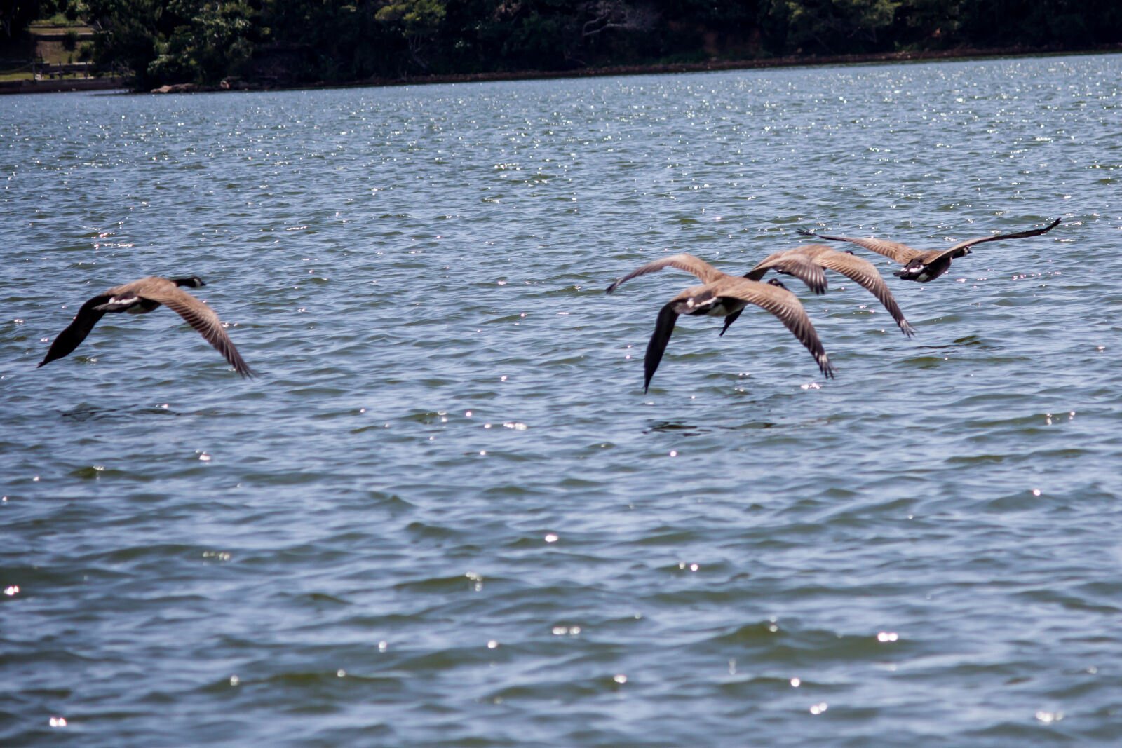 Canon EOS 600D (Rebel EOS T3i / EOS Kiss X5) sample photo. Flying, geese photography