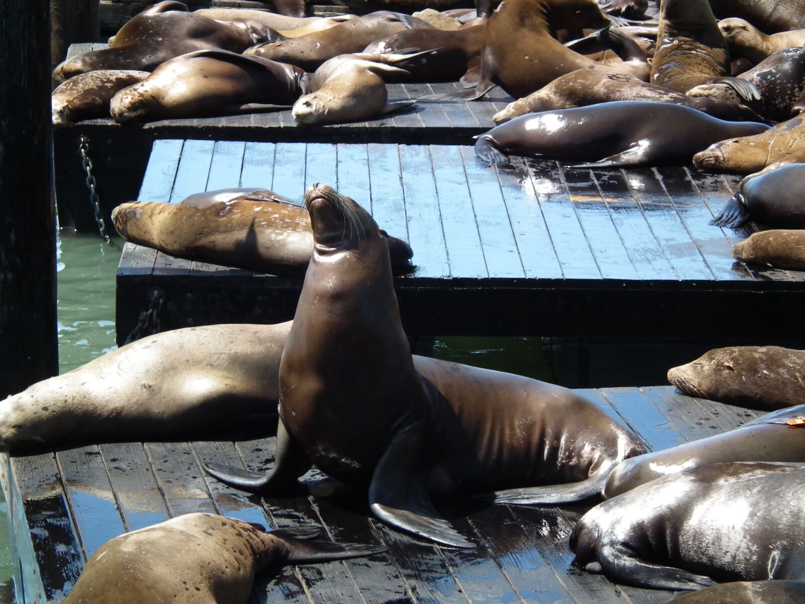 FujiFilm FinePix HS10 (FinePix HS11) sample photo. Piere 39, usa, sea lions photography