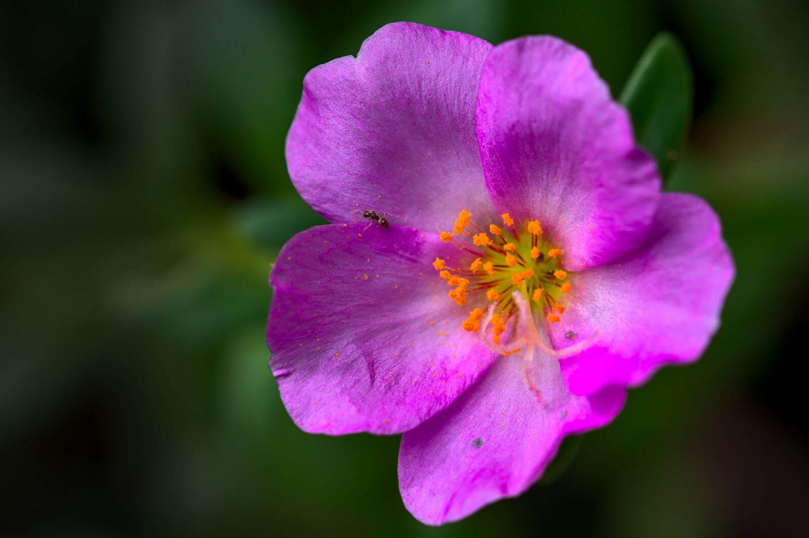 Nikon D500 sample photo. Portulaca, pink flower, portulacaceae photography