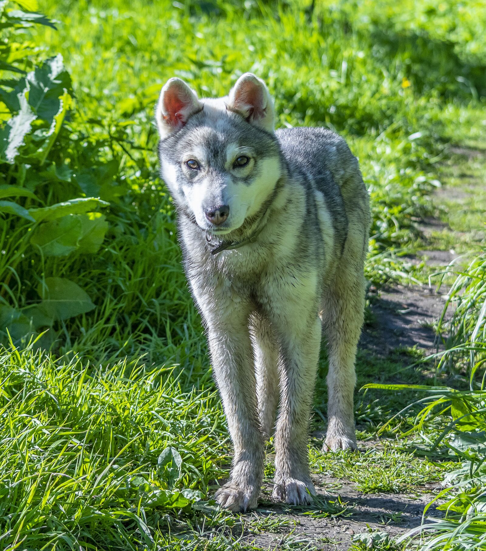 Nikon D3300 sample photo. Puppy, dog, cute photography