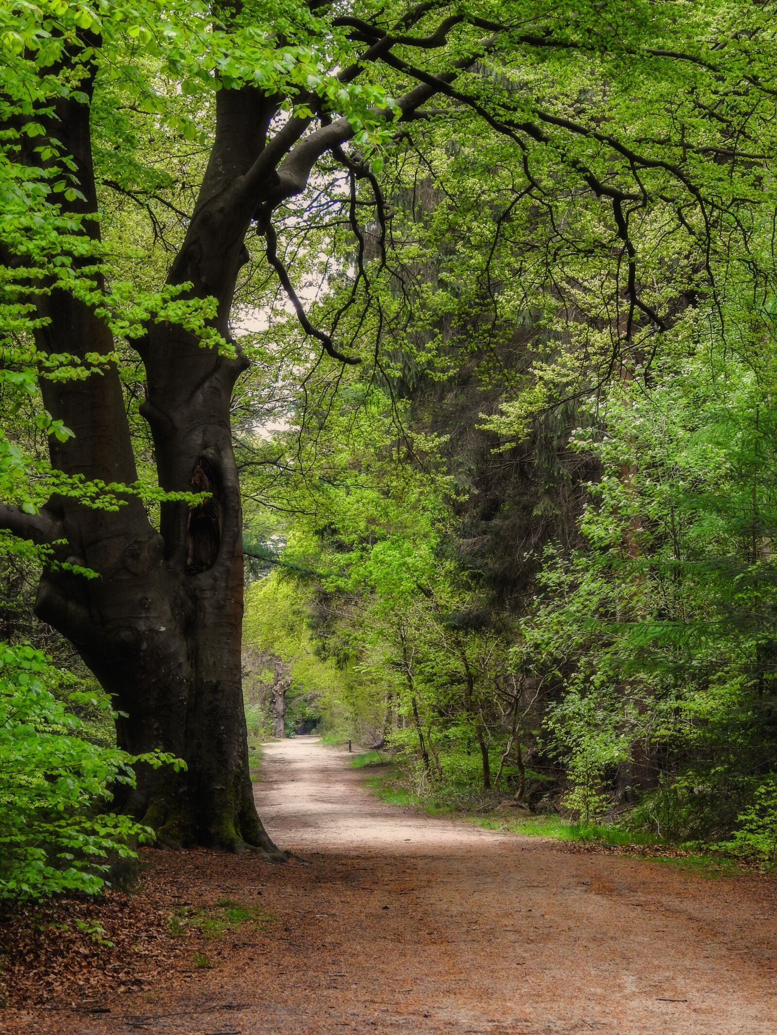 Прогулка в лесу. Путешествие в лес. Городской лес. Лесные неровности. Forest walk.
