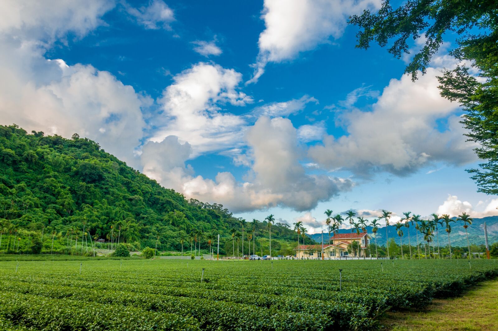 Nikon D90 sample photo. Tea garden, sky, hillside photography