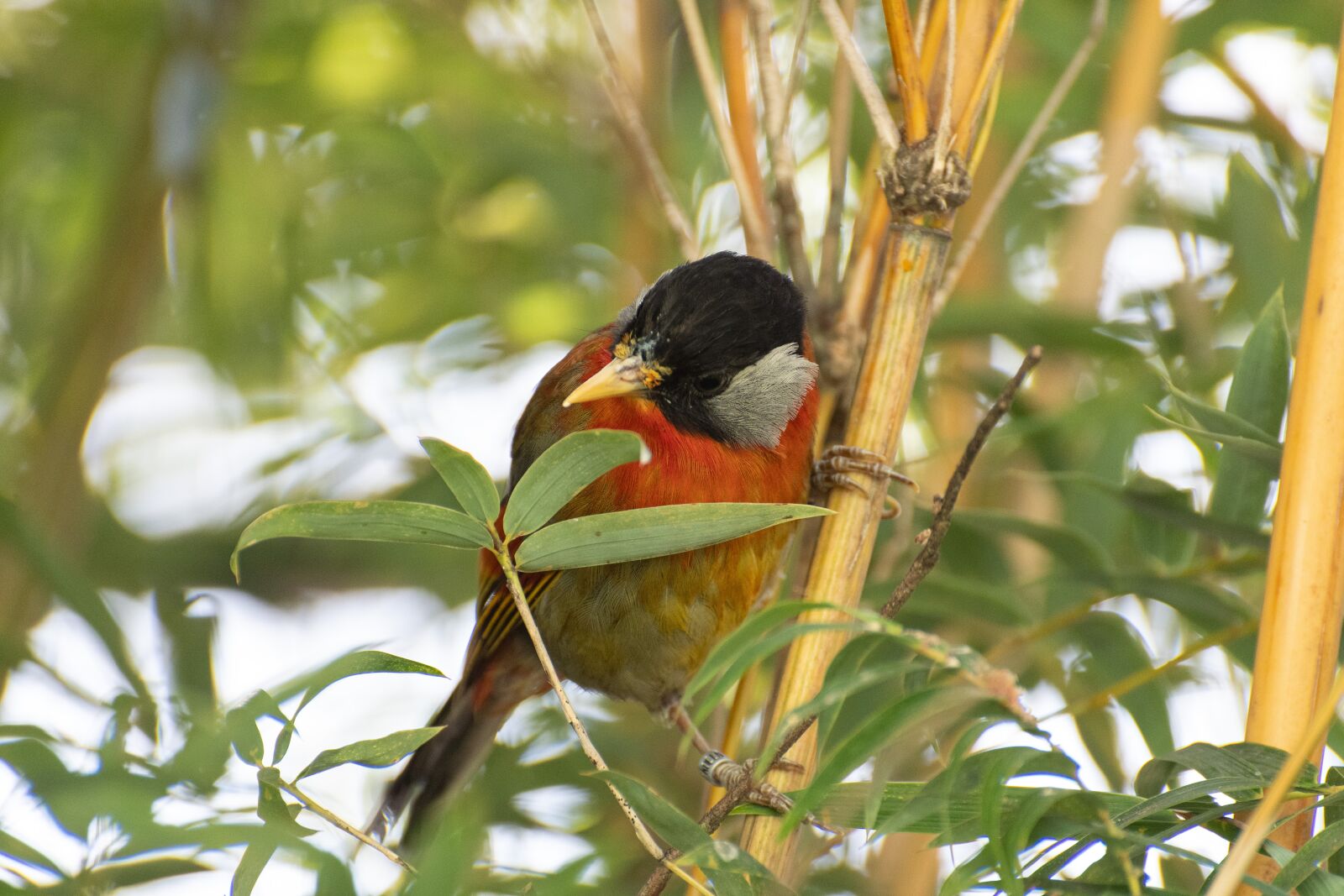 Nikon D500 sample photo. Sumatran mesia, bird, animal photography