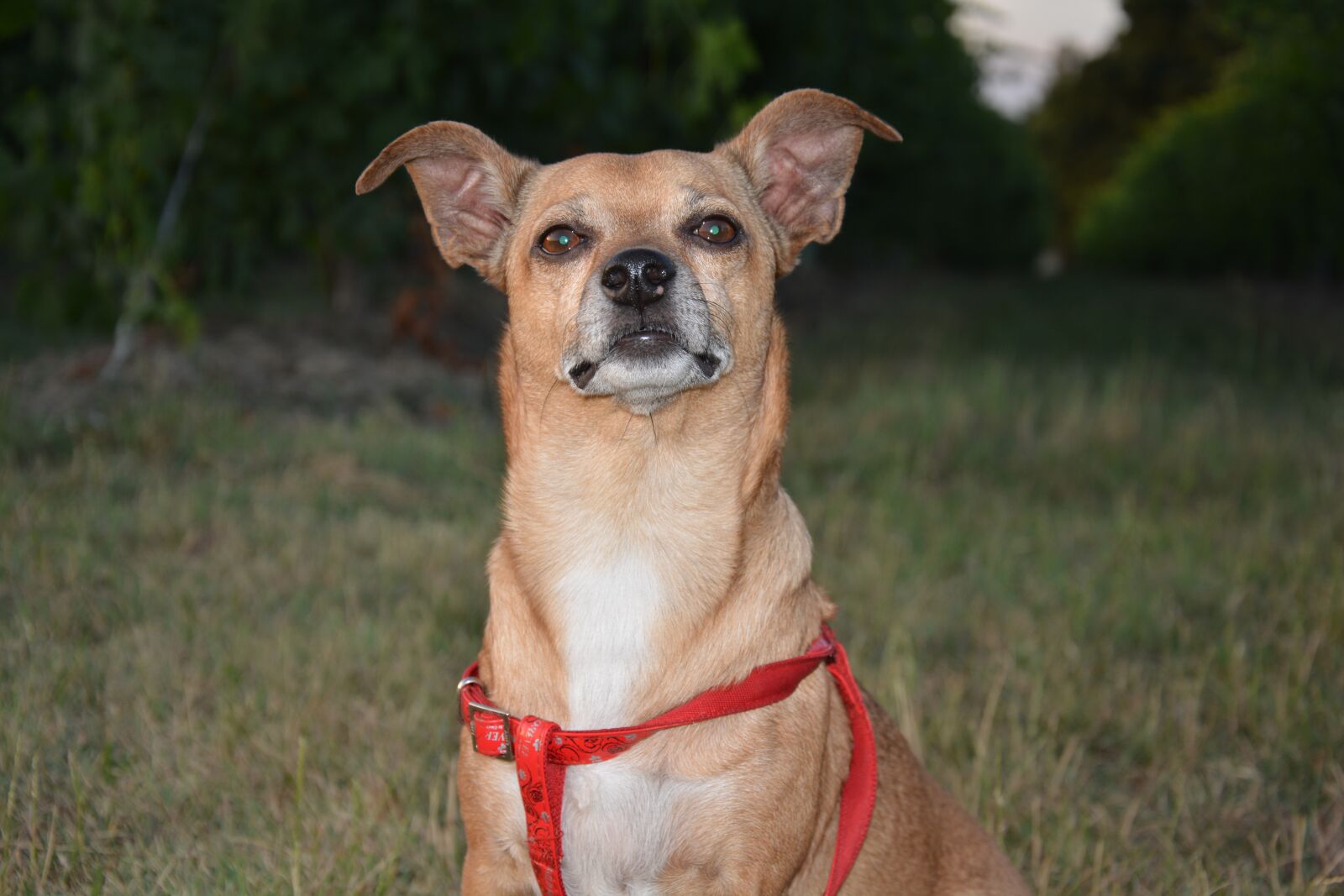Nikon D5200 sample photo. Dog, animal, fun photography