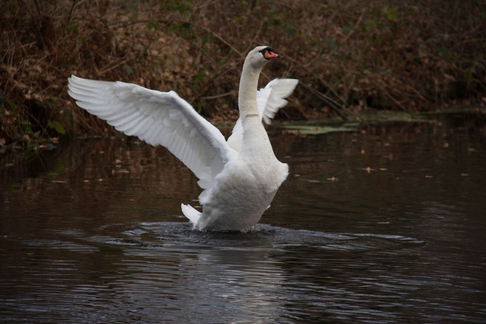 Canon EOS 700D (EOS Rebel T5i / EOS Kiss X7i) + Canon EF-S 18-200mm F3.5-5.6 IS sample photo. Swan, water, autumn photography