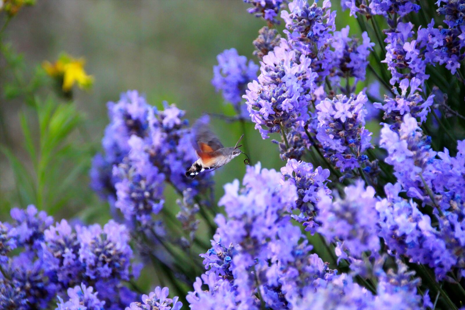 Canon EOS 650D (EOS Rebel T4i / EOS Kiss X6i) sample photo. Lavender, hummingbird, garden photography