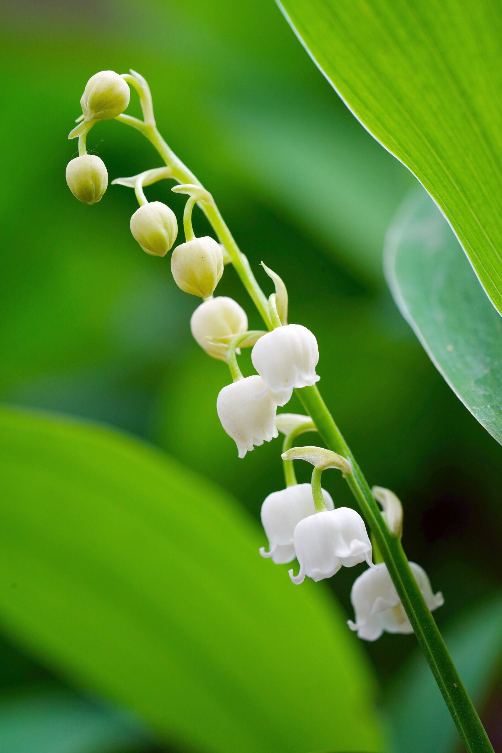 Sony a7R III sample photo. Lily of the valley photography