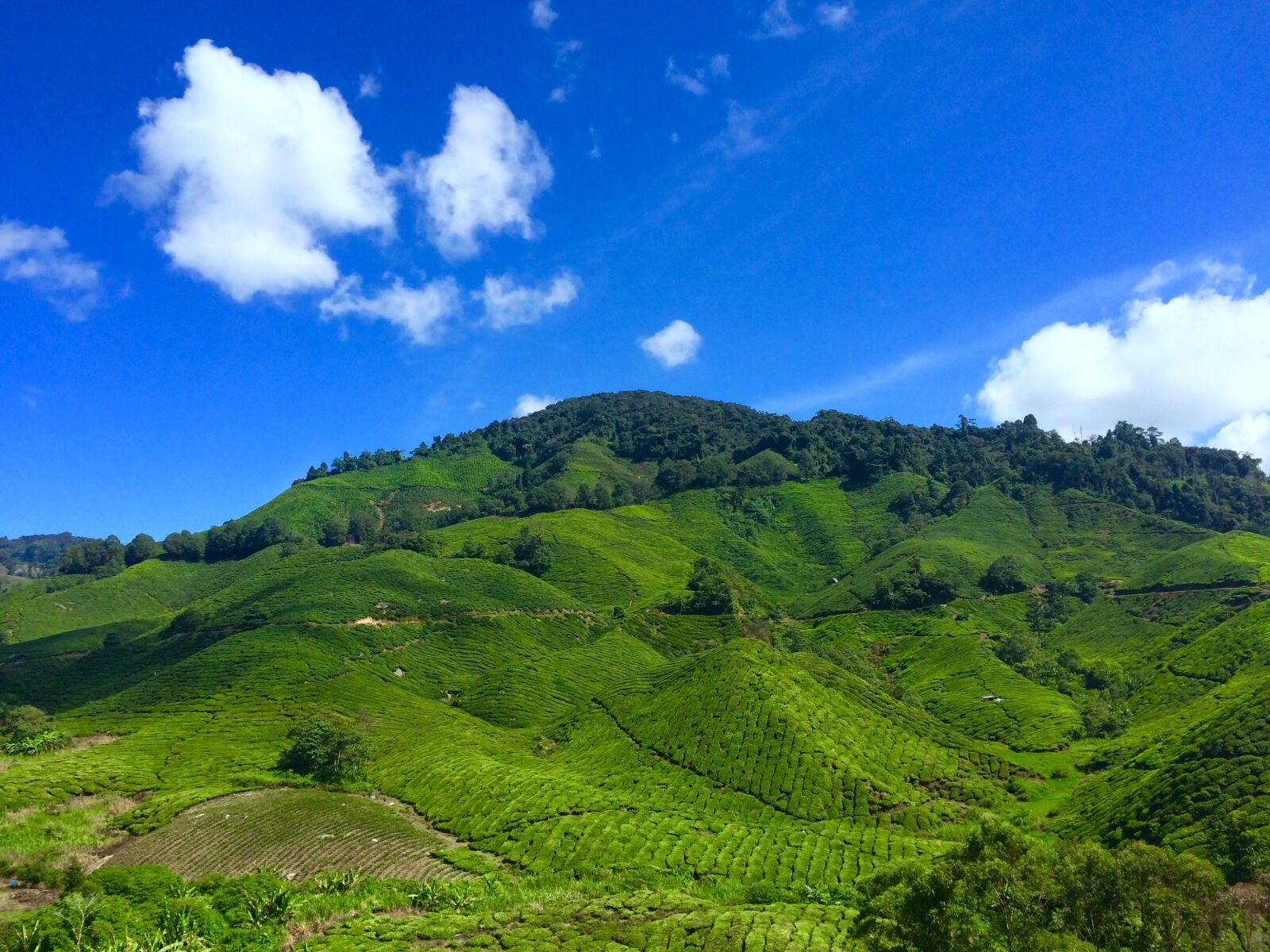 iPhone 5s back camera 4.15mm f/2.2 sample photo. Agriculture, countryside, cropland photography