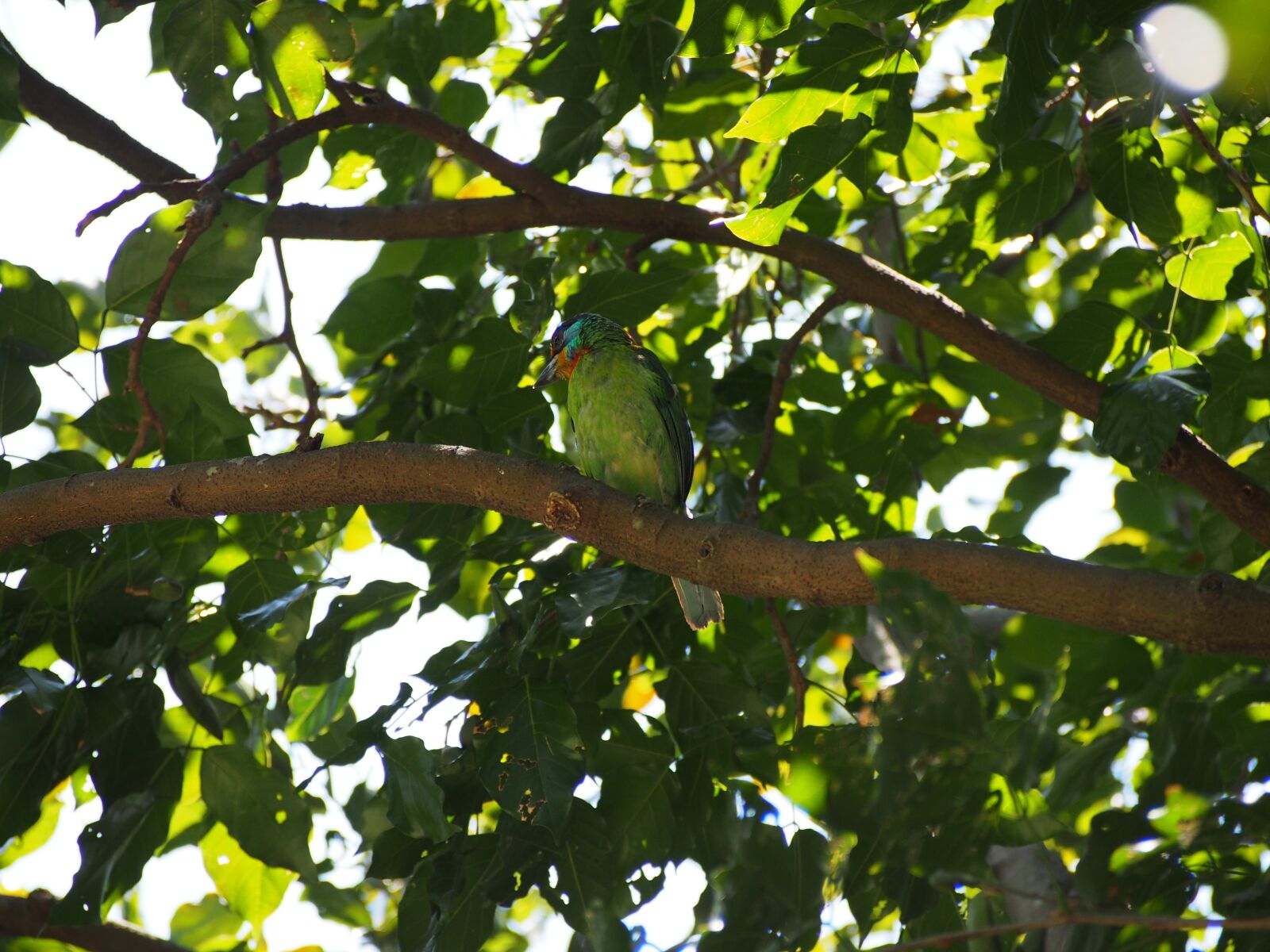 Olympus OM-D E-M5 sample photo. Quasi woodpecker, colored birds photography