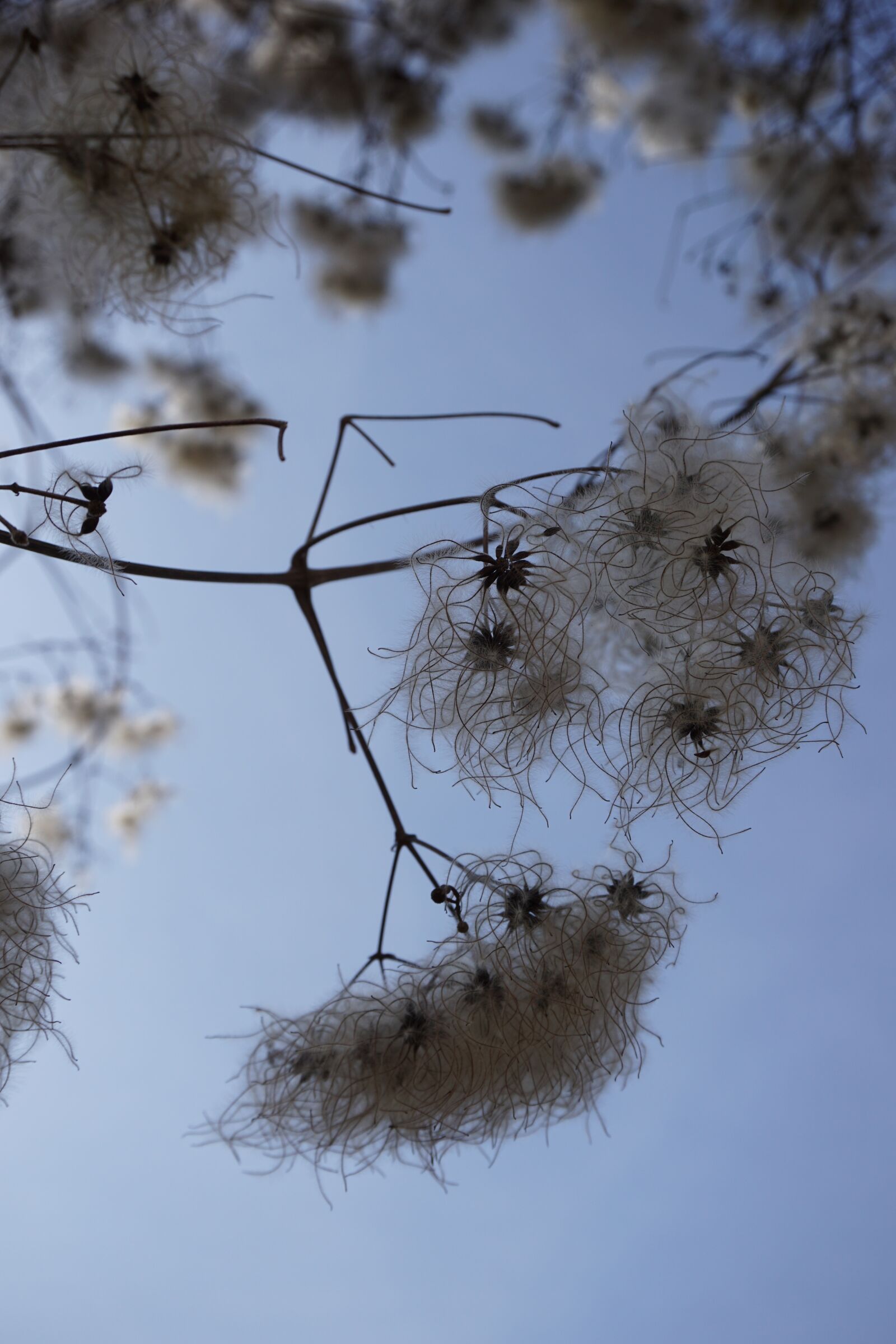 Sony E 16-50mm F3.5-5.6 PZ OSS sample photo. Spring, nature, tree photography