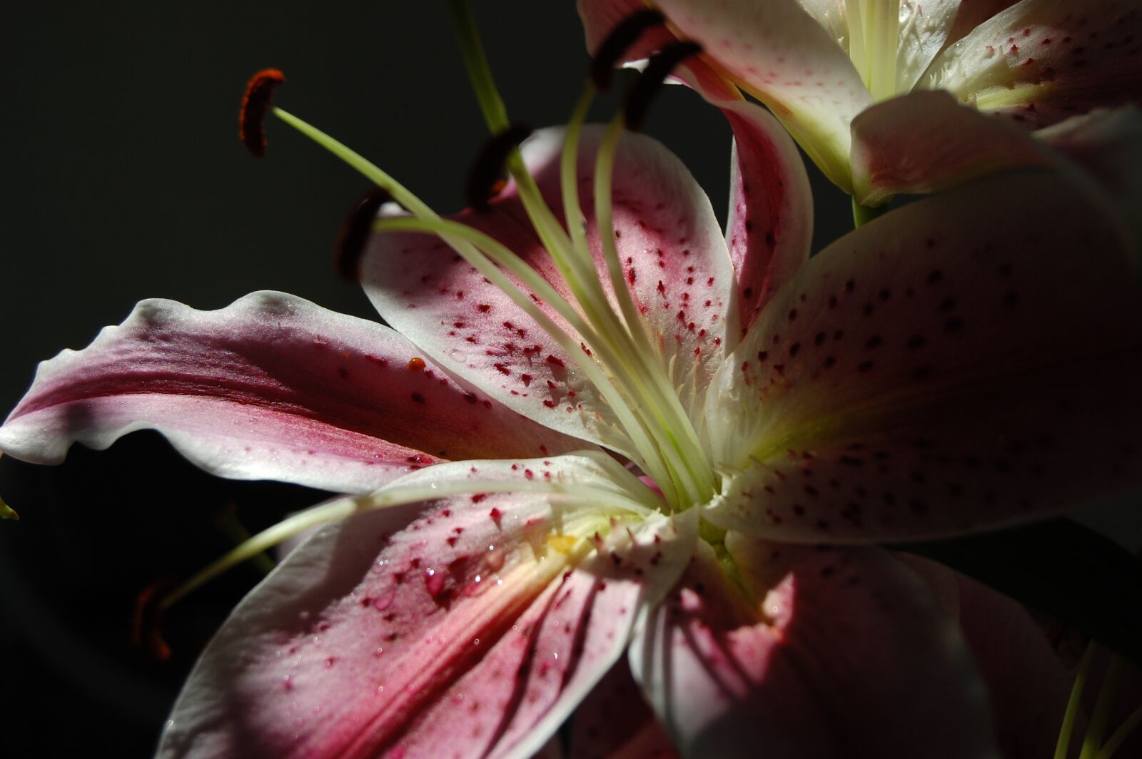 Nikon D40 sample photo. Flower, sunlight, shadow play photography