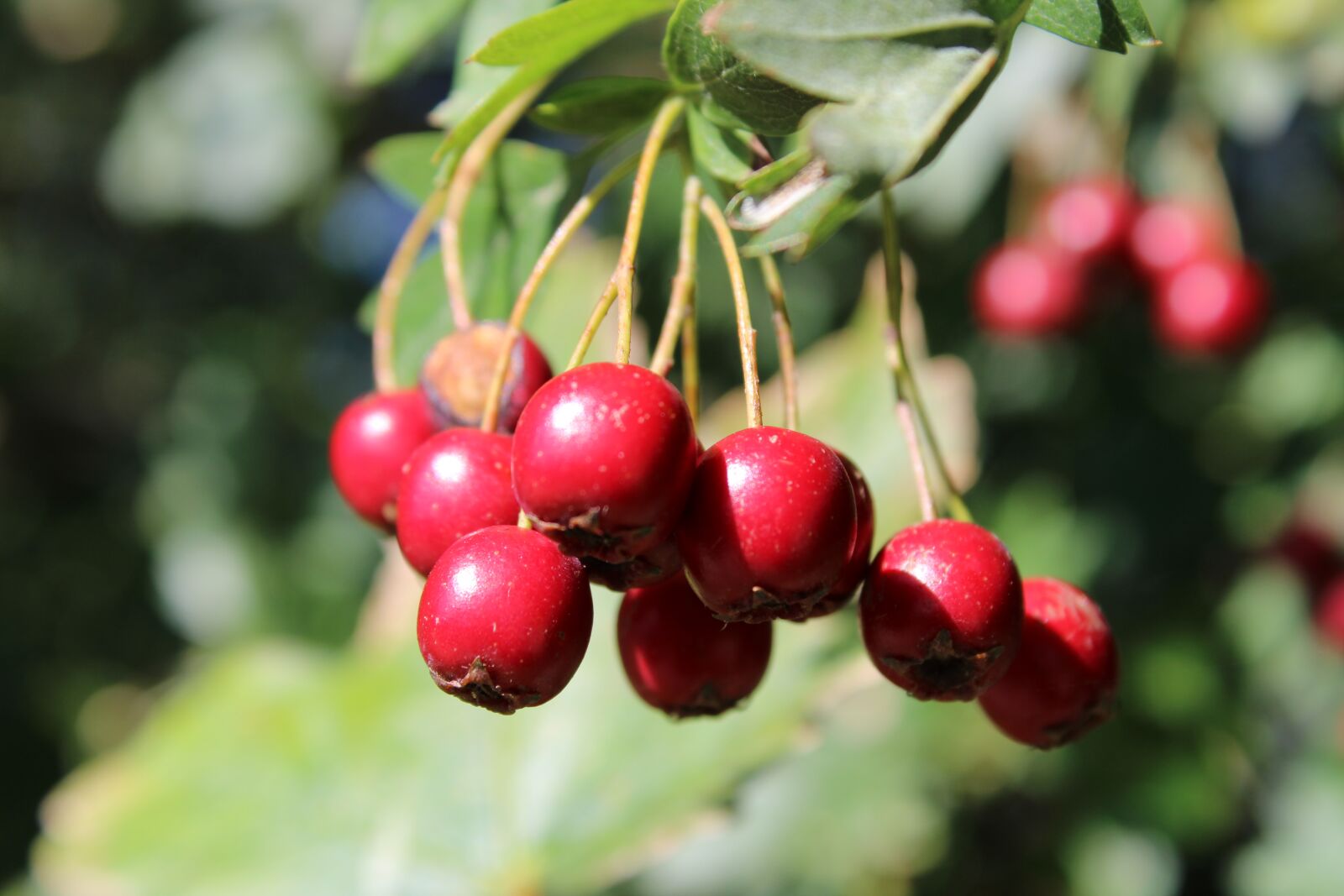 Canon EOS 2000D (EOS Rebel T7 / EOS Kiss X90 / EOS 1500D) sample photo. Hawthorn, meidoorn bessen, berry photography