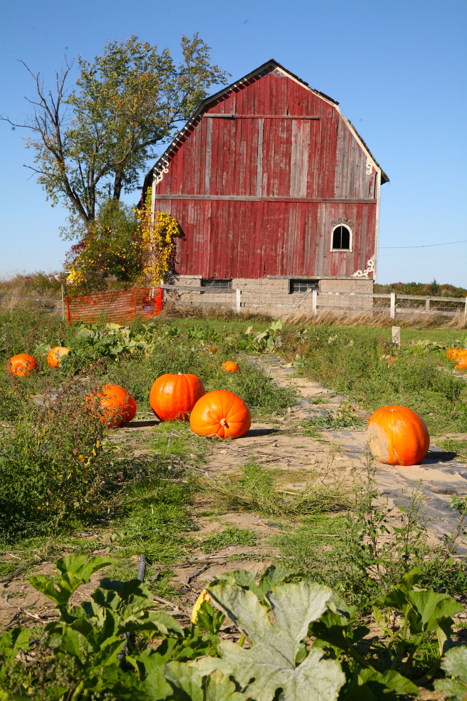 Canon EOS 5D sample photo. Fall, pumpkins photography