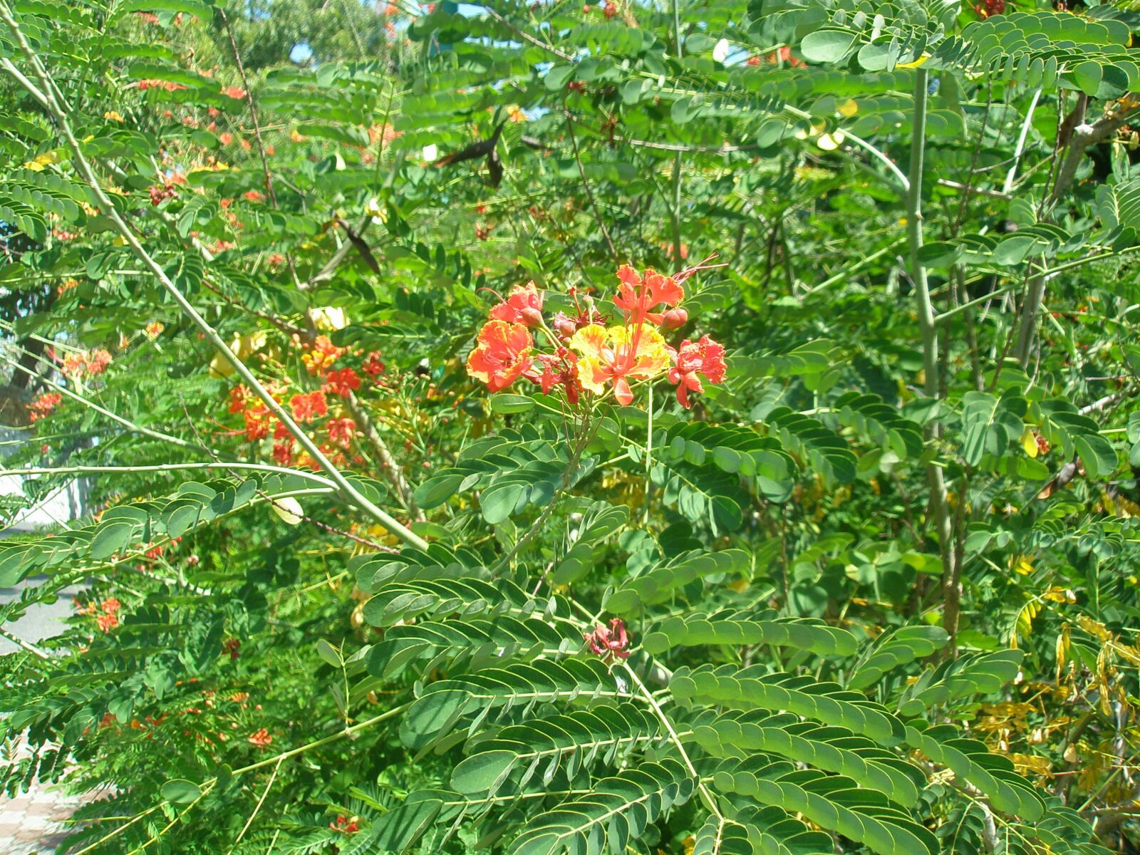 Olympus FE240/X795 sample photo. Exotic, plant, nature photography