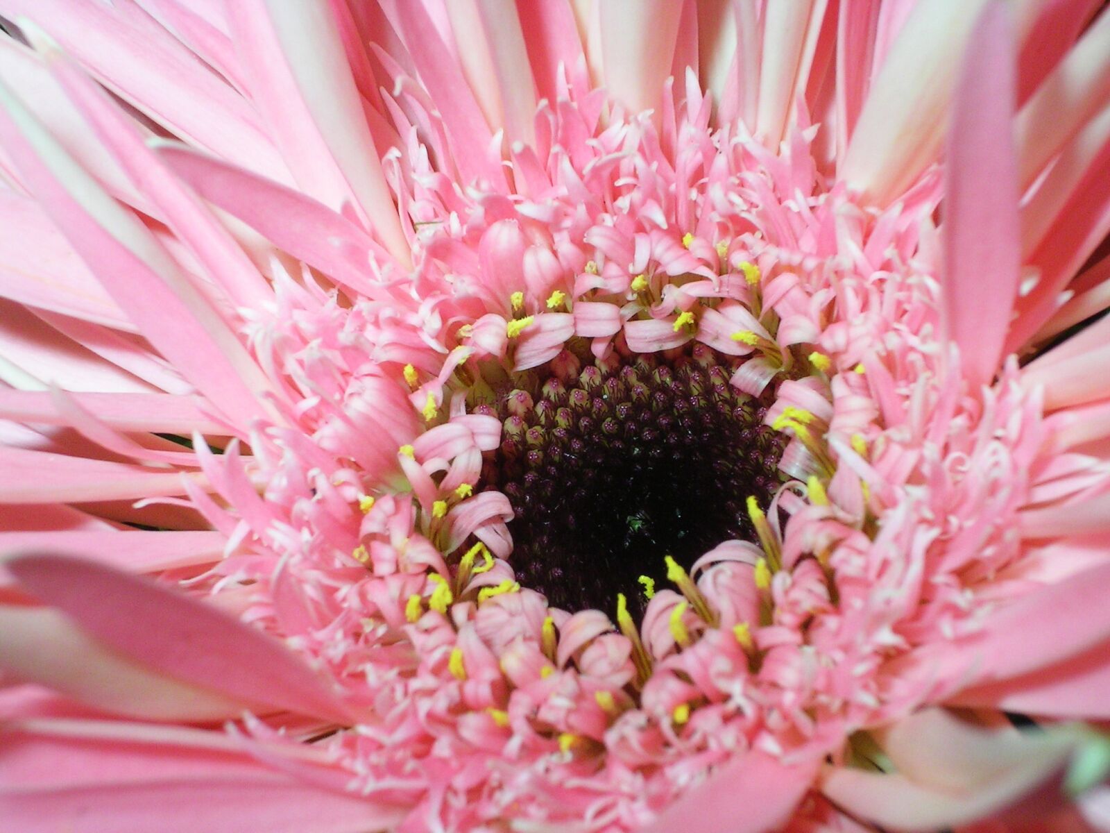KONICA MINOLTA DiMAGE E323 sample photo. Flower, pink, closeup photography