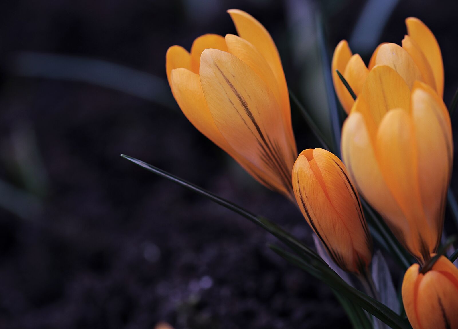 Canon EOS 80D sample photo. Crocus, flower, spring photography