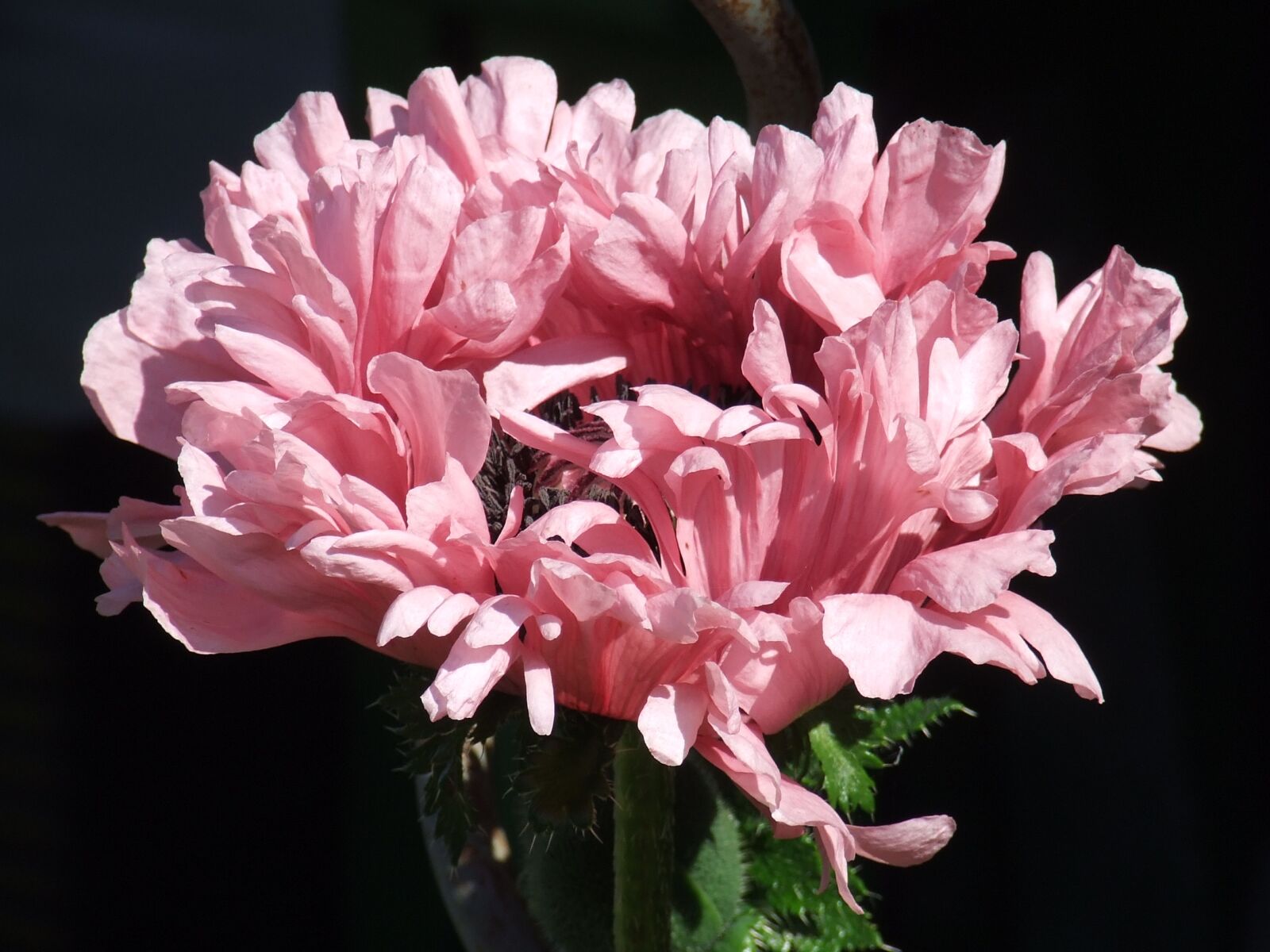 Fujifilm FinePix S5600 sample photo. Poppy, blossom, bloom photography