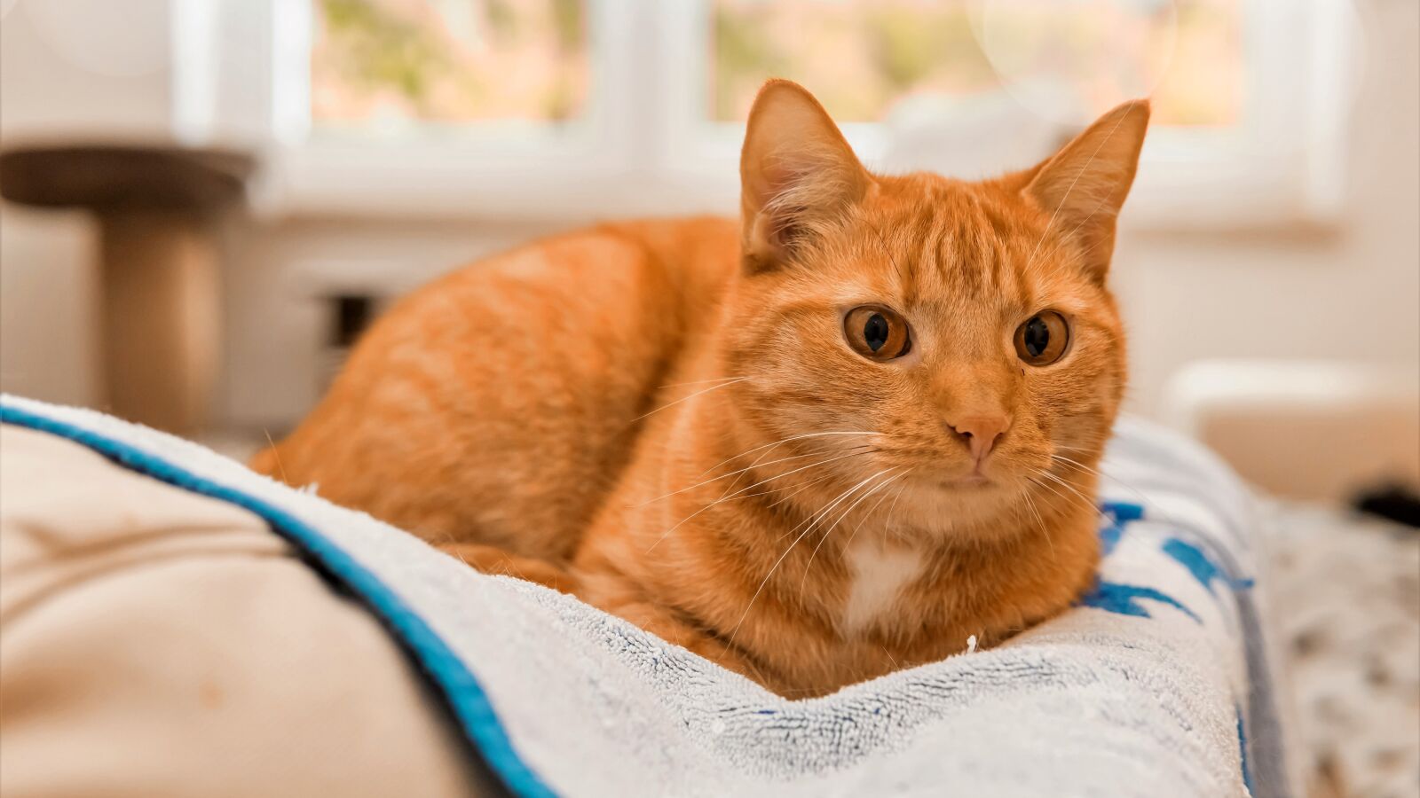 30mm F1.4 DC DN | Contemporary 016 sample photo. Cat, domestic cat, red photography
