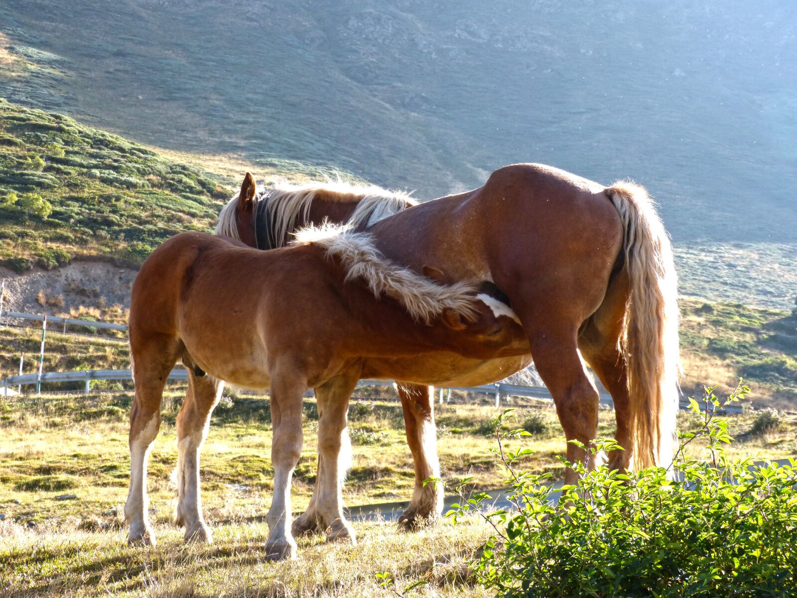 Panasonic DMC-FZ62 sample photo. Horse, mare, colt photography