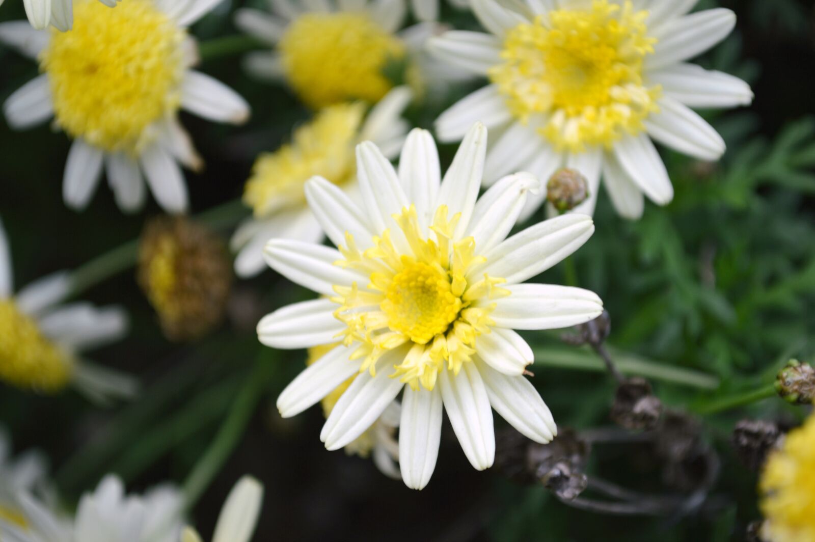 Nikon D3200 sample photo. Flowers, daisies, nature photography