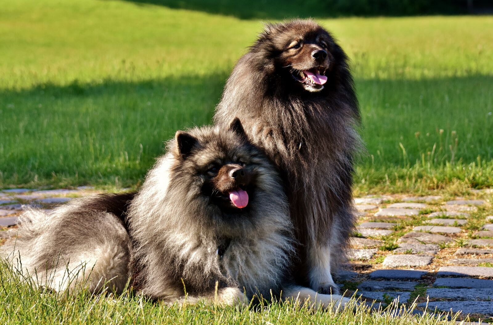 Nikon D7200 sample photo. Keeshond, dogs, pointed photography
