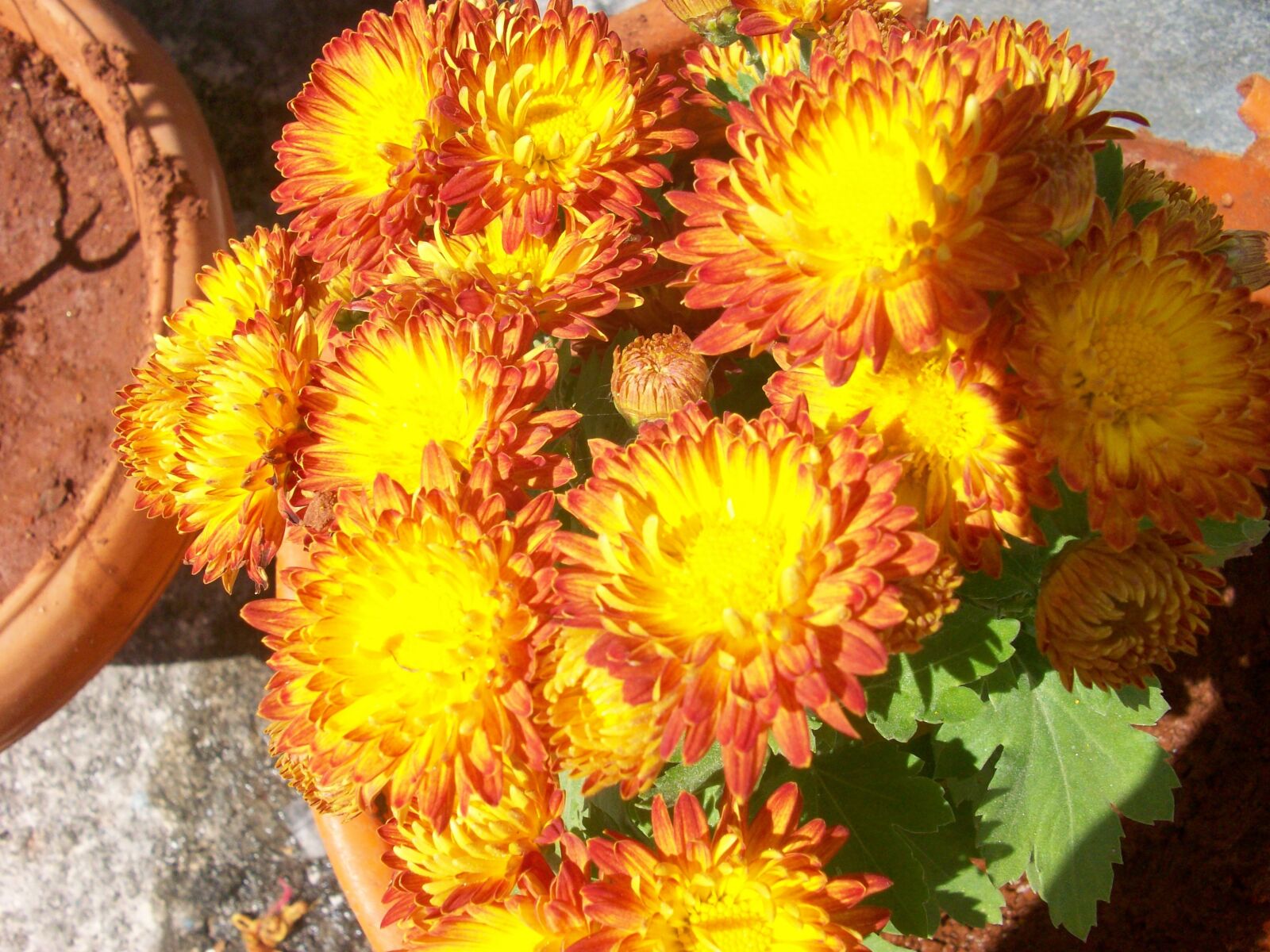 Kodak EASYSHARE M863 DIGITAL CAMERA sample photo. Flowers, nature, spring photography