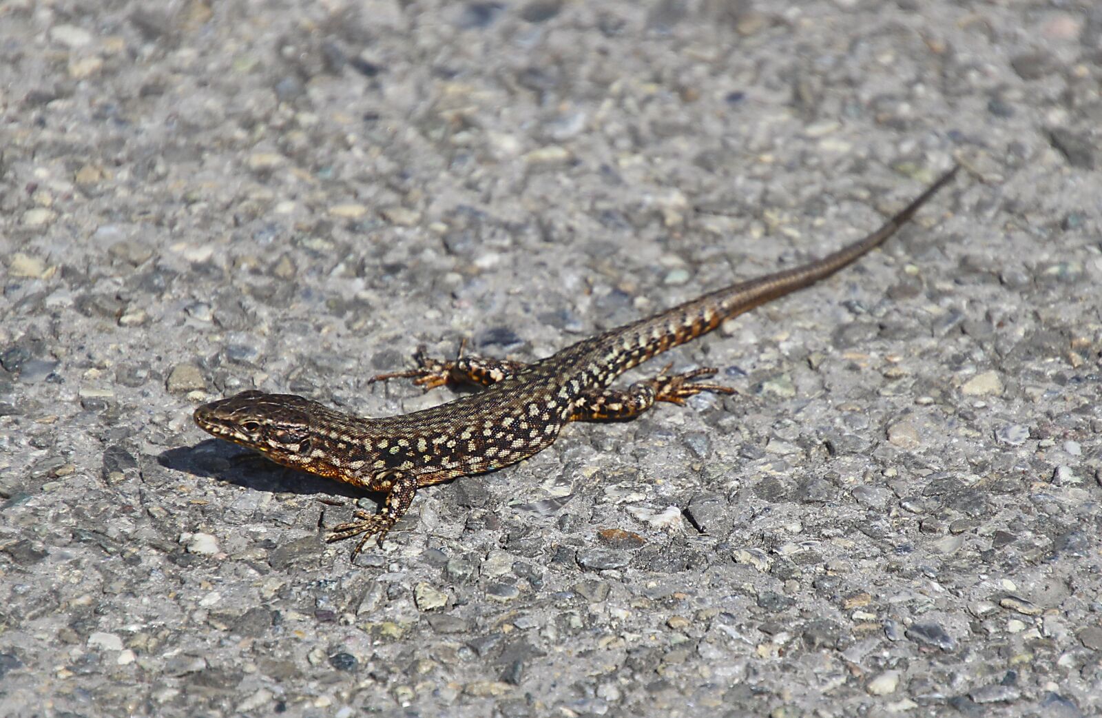 Canon EOS 700D (EOS Rebel T5i / EOS Kiss X7i) sample photo. Lizard, animal, nature photography