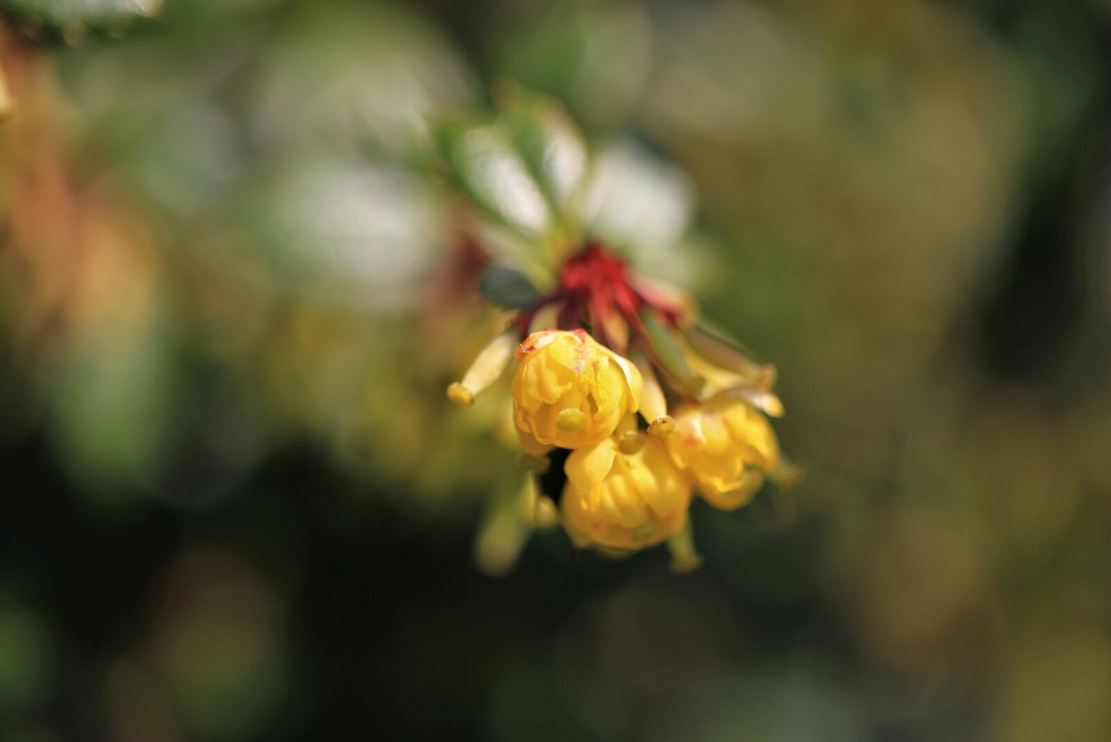 Canon EOS 7D sample photo. Flower, plant, bush photography