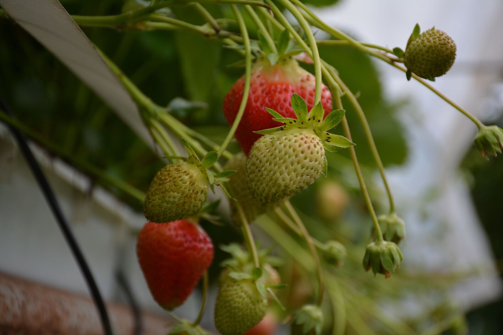 Nikon D7100 sample photo. Strawberry, fruits, strawberries photography
