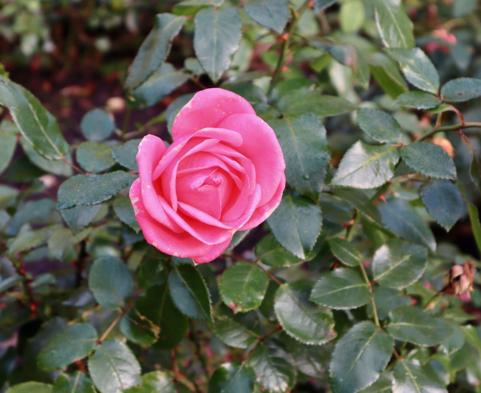 Canon EOS M50 (EOS Kiss M) sample photo. Rose, pink, flower photography