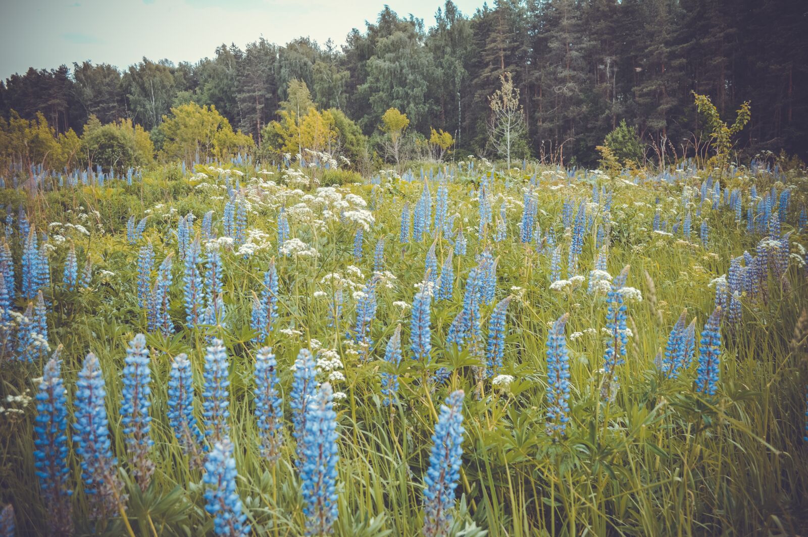 Nikon D3200 sample photo. Meadow, nature, summer photography