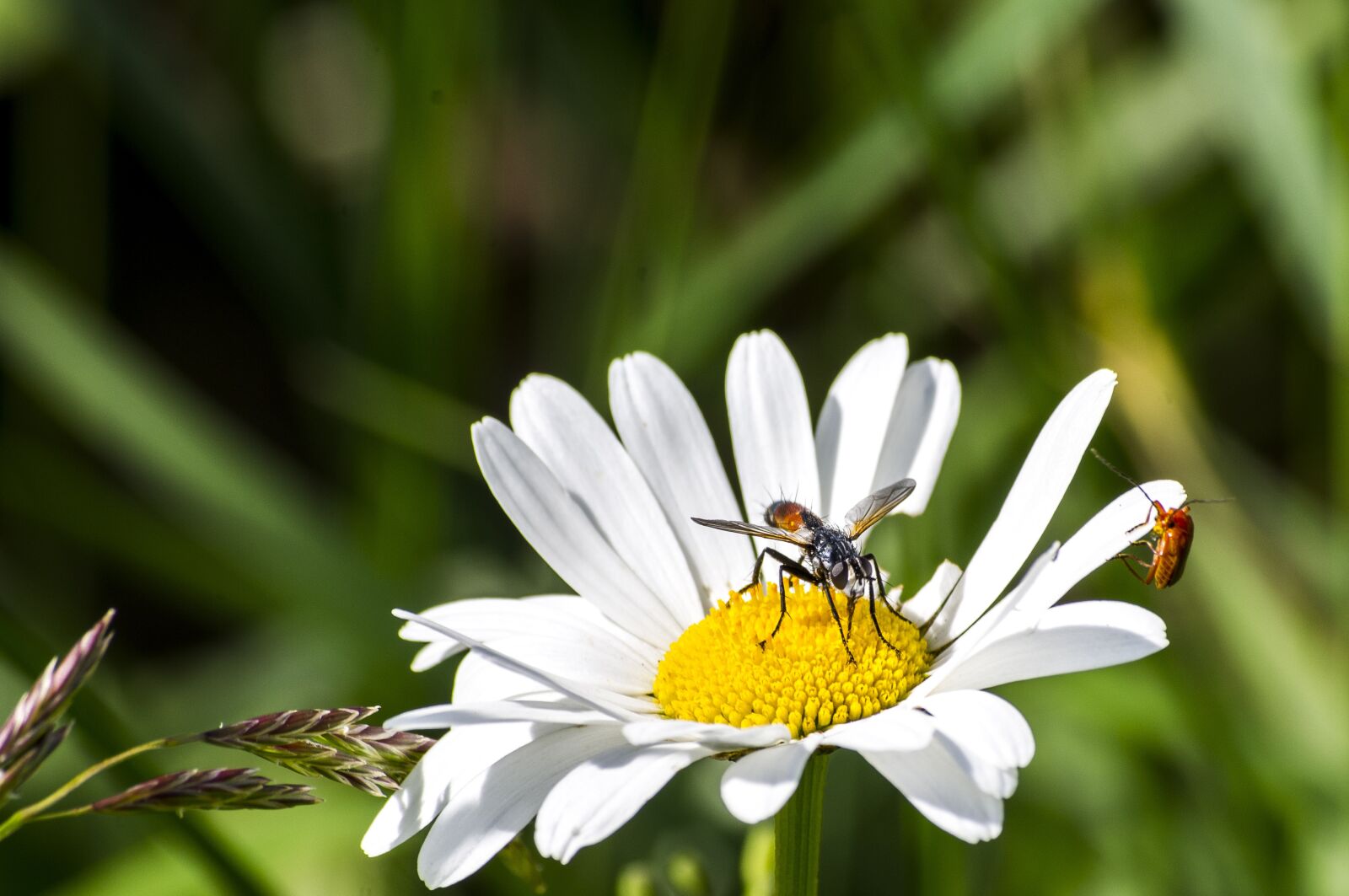 Pentax K-x sample photo. Flower, insect, closeup photography