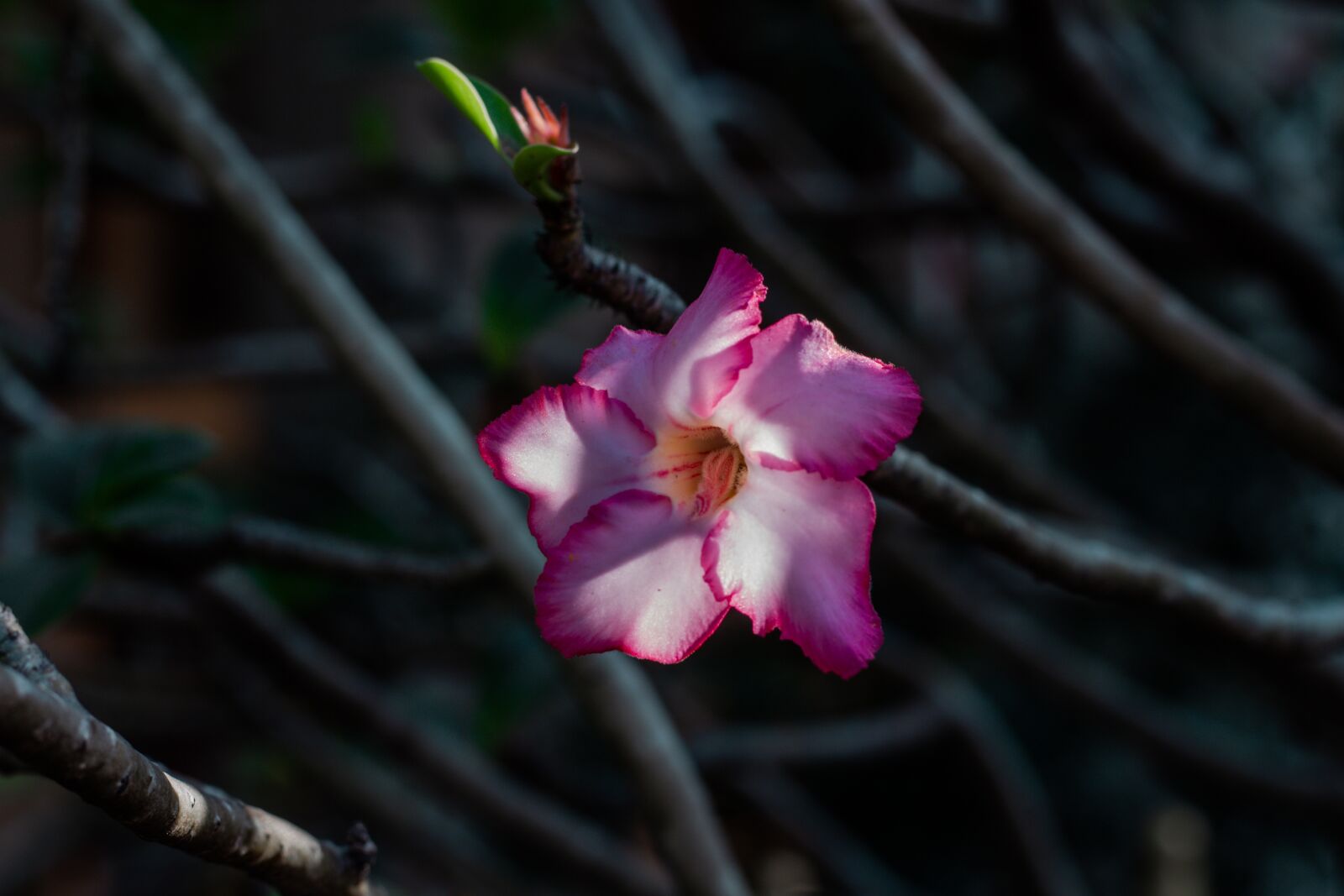 Canon EOS 700D (EOS Rebel T5i / EOS Kiss X7i) + Canon EF 50mm F1.8 STM sample photo. Invited to visit, flowers photography