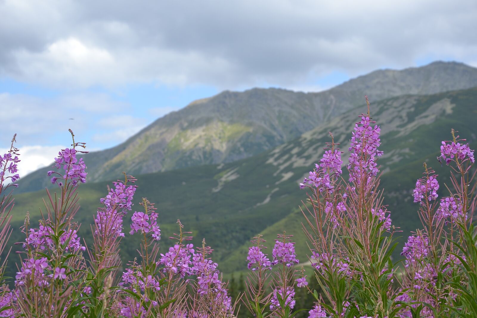Nikon D3100 sample photo. Buried, mountains, hala g photography