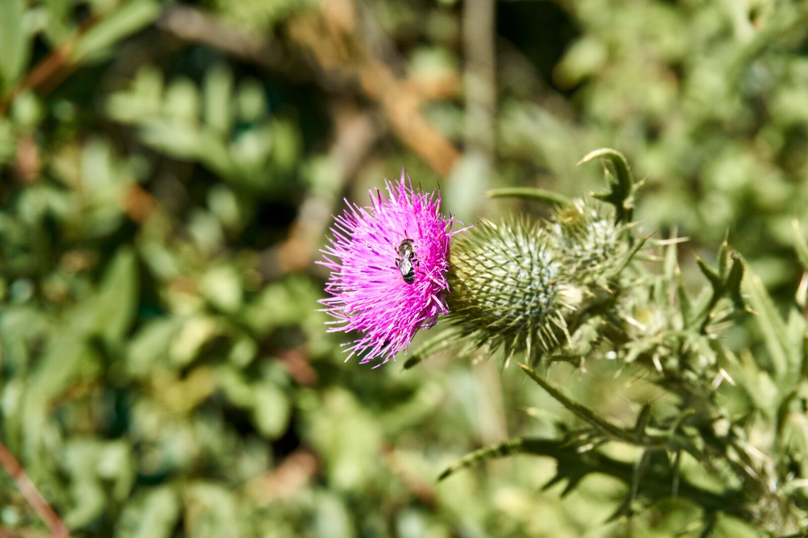 Sony E PZ 16-50 mm F3.5-5.6 OSS (SELP1650) sample photo. Thistle, blossom, bloom photography