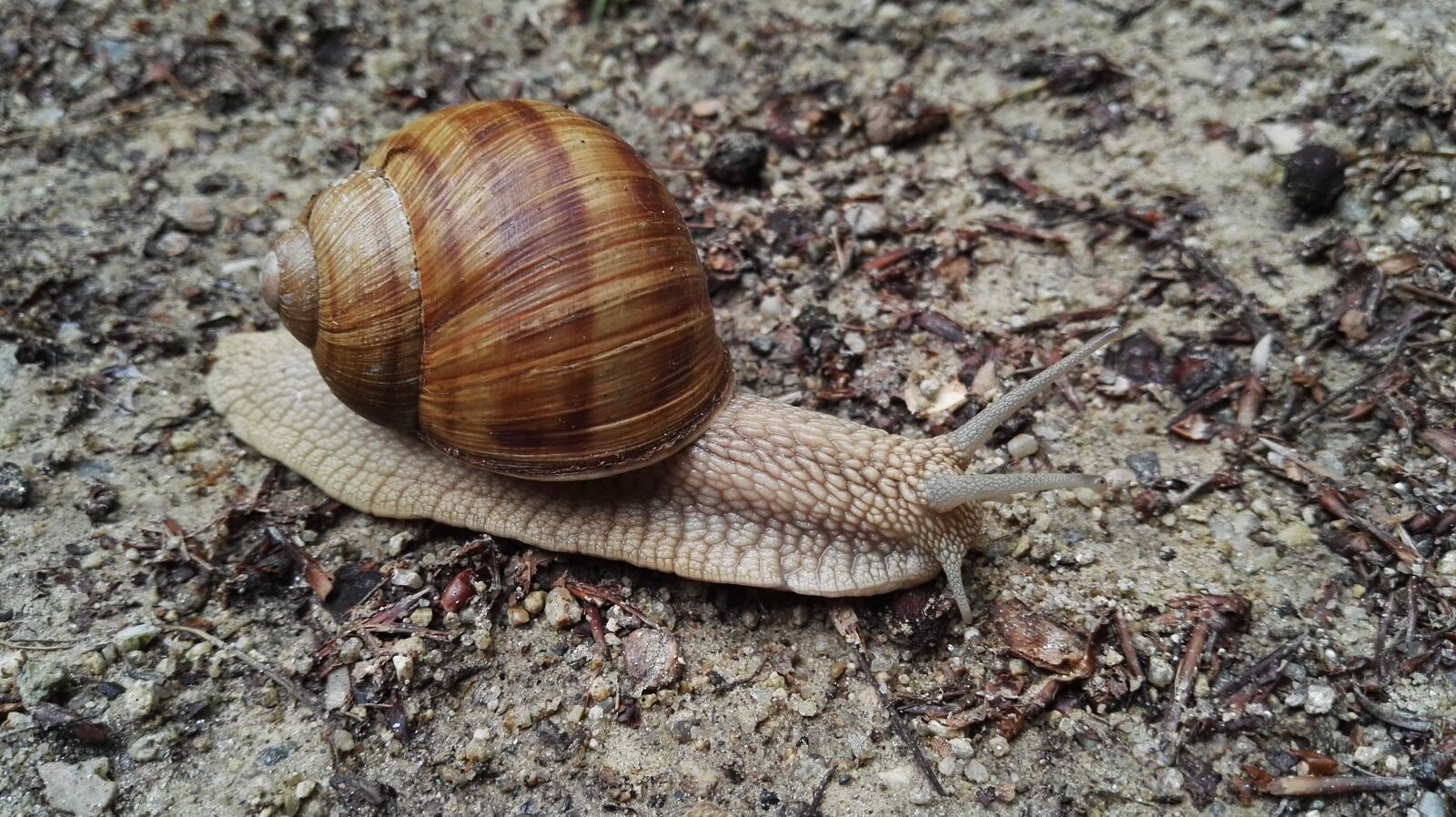 HUAWEI P8 sample photo. Snail, close-up, nature photography