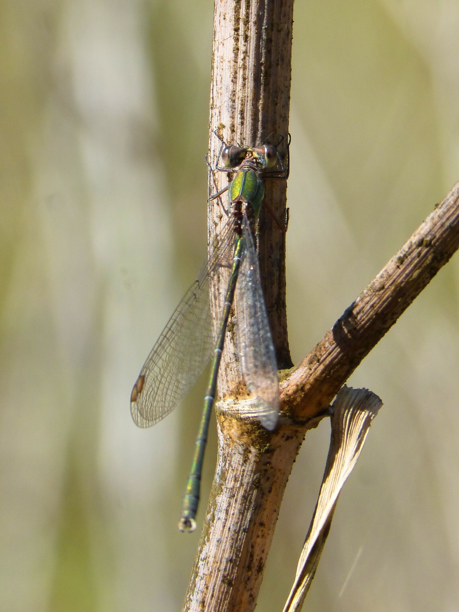 Panasonic DMC-FZ62 sample photo. Dragonfly, green dragonfly, rosemary photography