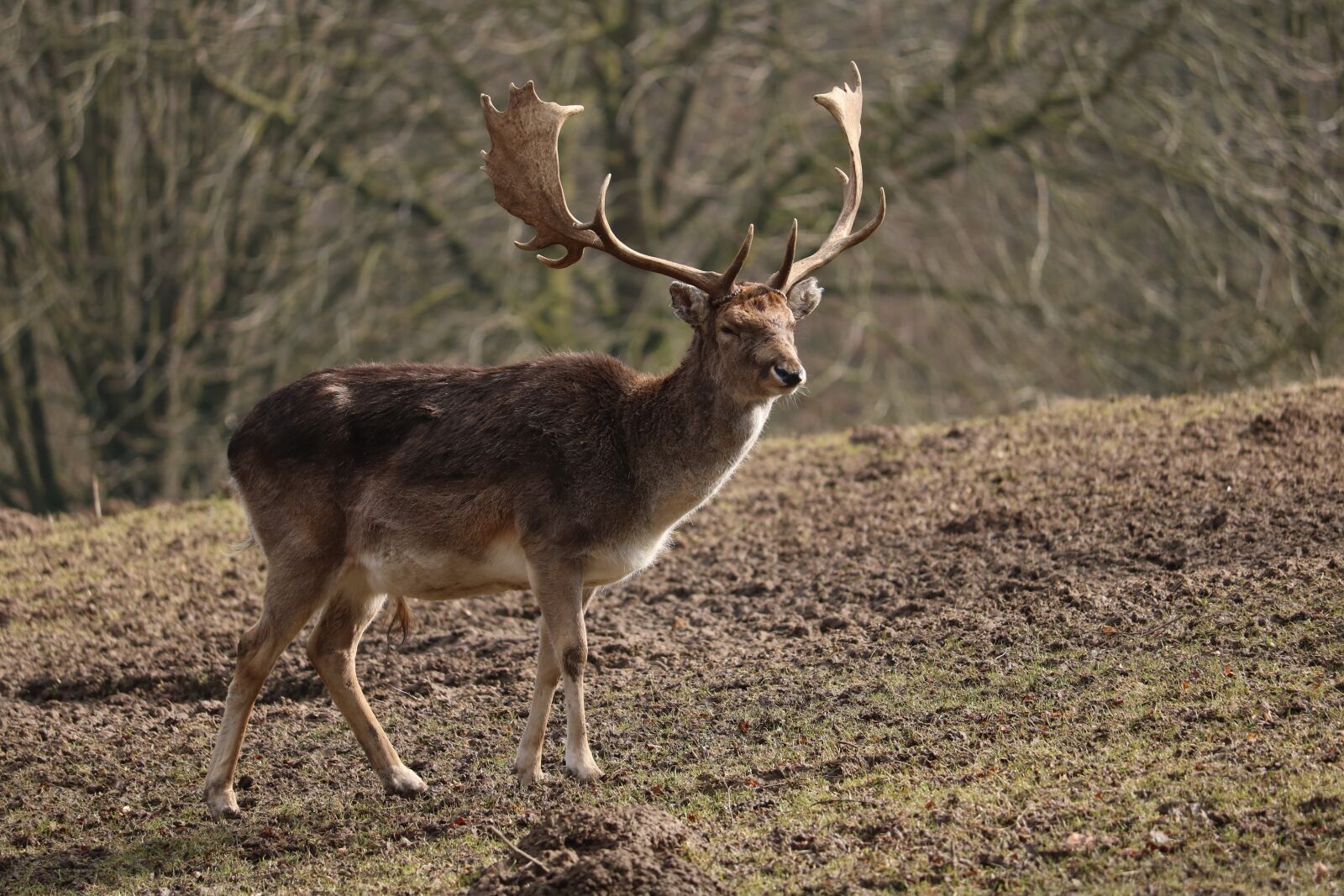 Canon EOS 750D (EOS Rebel T6i / EOS Kiss X8i) sample photo. Nature, hirsch, animal photography