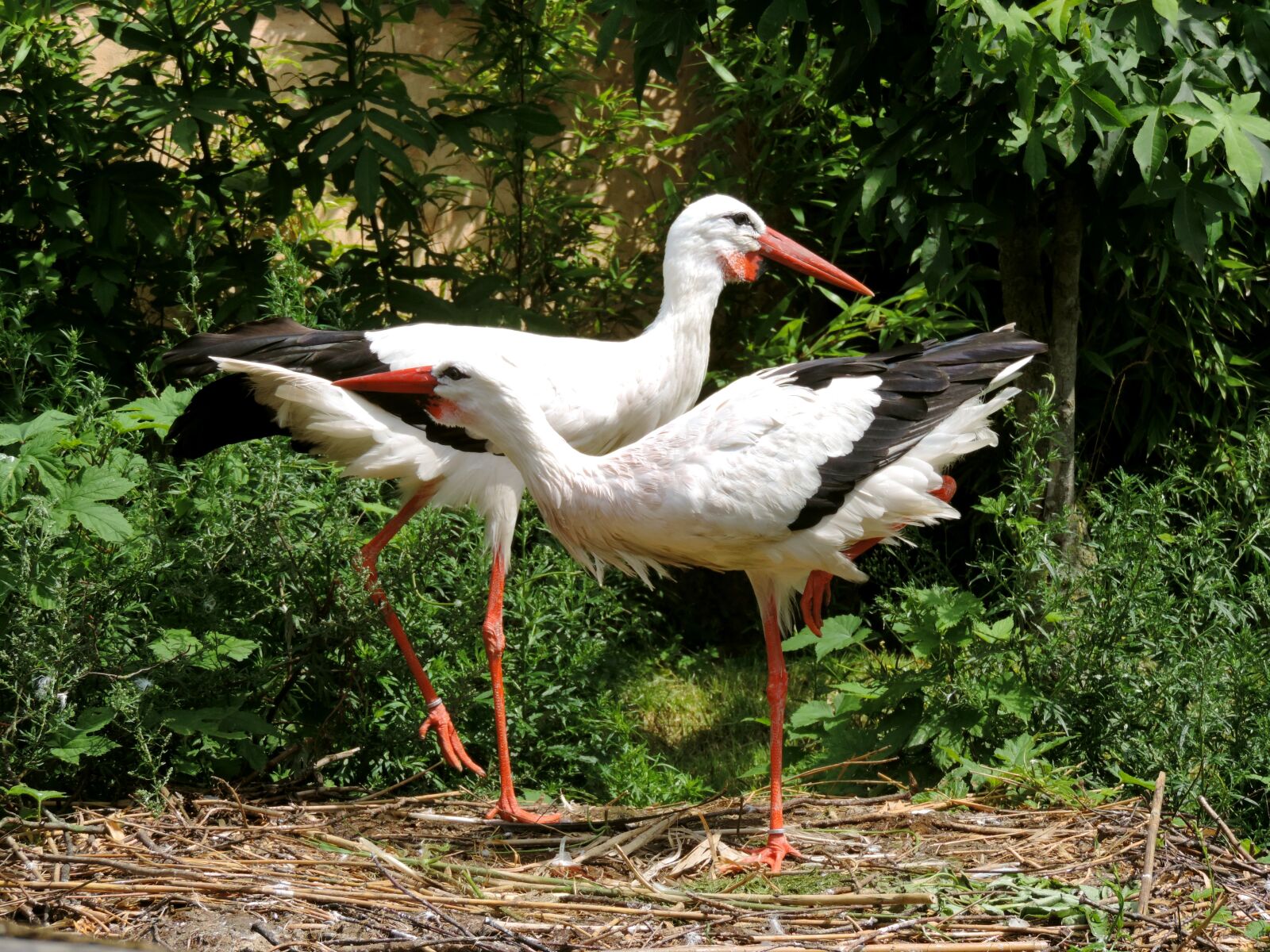Nikon Coolpix P520 sample photo. Storks, stork couple, storchennest photography