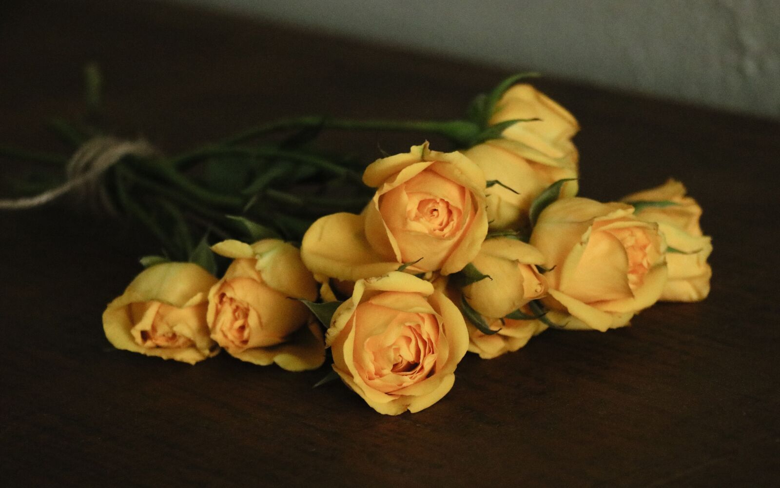 Canon EF-S 18-135mm F3.5-5.6 IS USM sample photo. Roses, flowers, nature photography