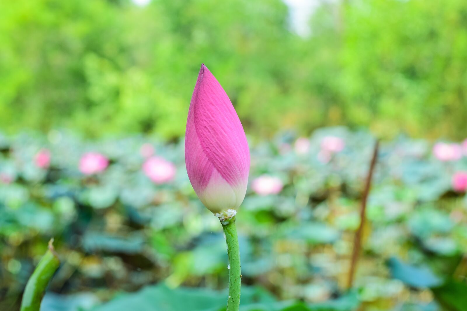 Nikon D5300 sample photo. Lotus, flowers, nature photography