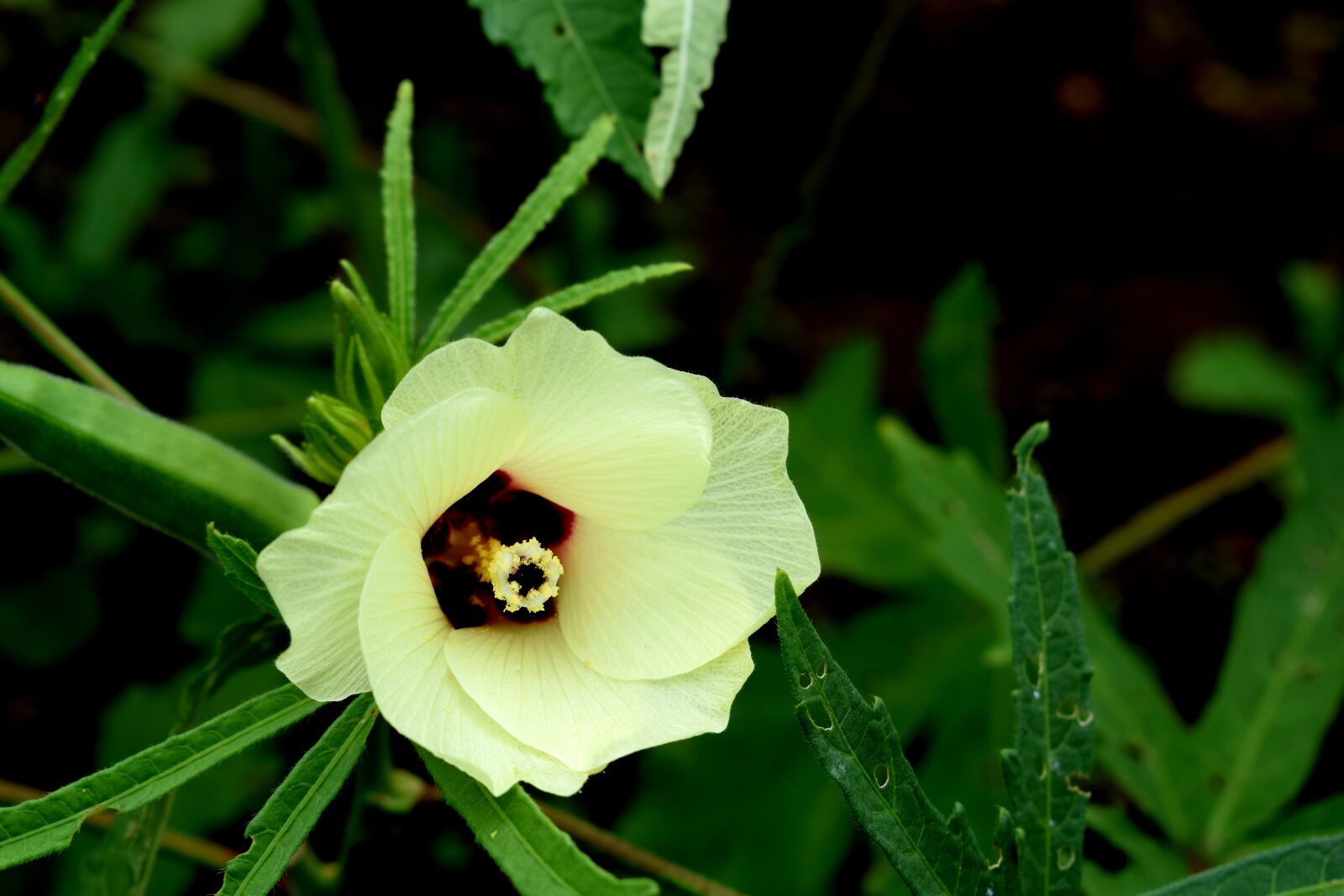 Nikon D3300 sample photo. Ladyfinger, flower, green photography