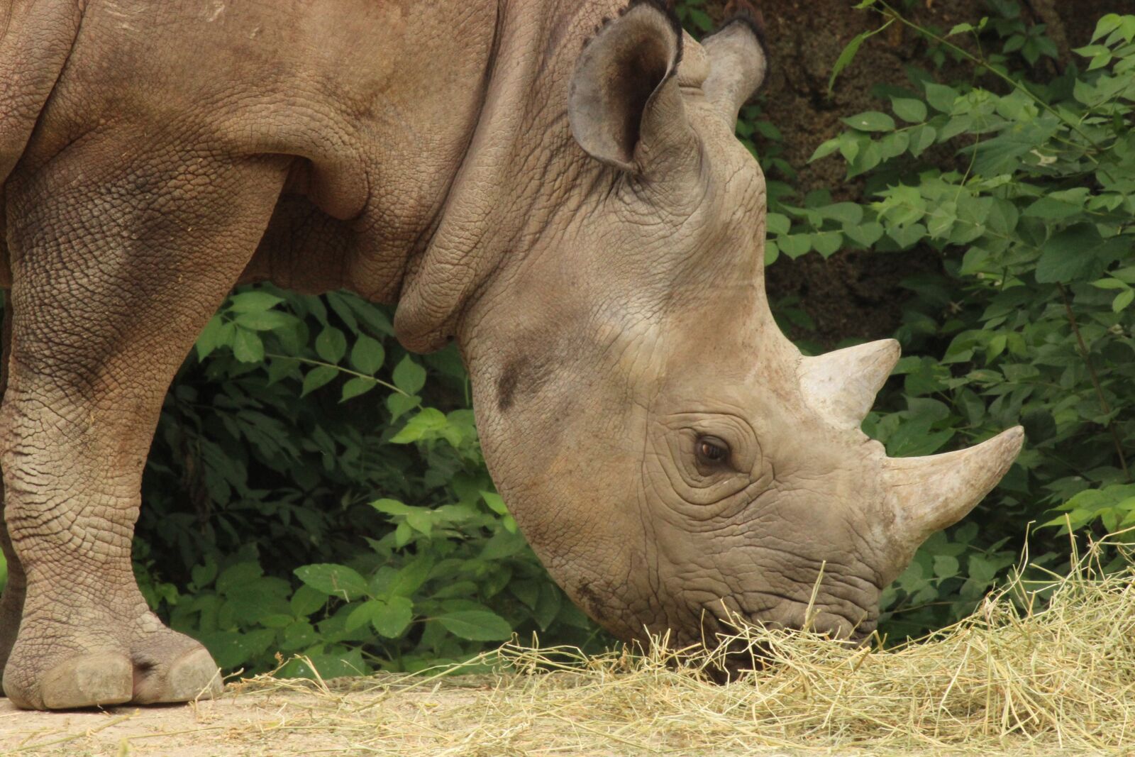 Canon EOS 600D (Rebel EOS T3i / EOS Kiss X5) sample photo. Rhino, st louis, zoo photography
