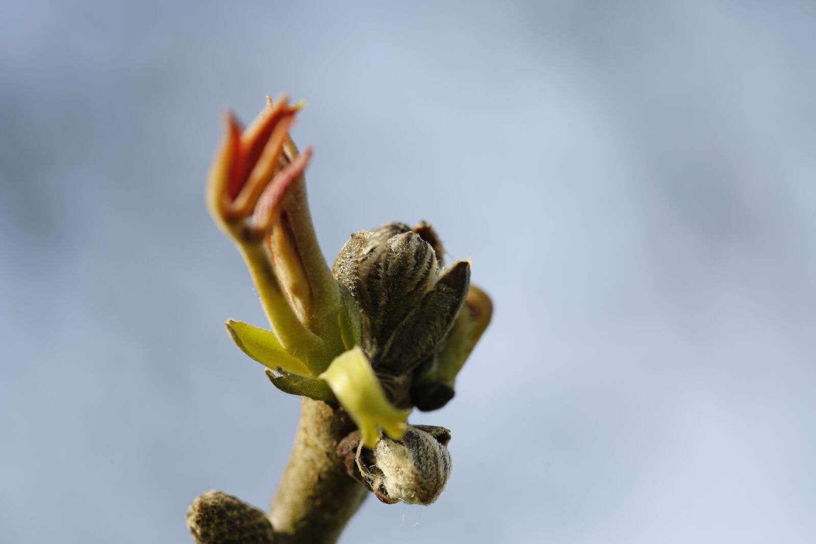 Canon EF 100mm F2.8L Macro IS USM sample photo. Spring, scion, leaf photography