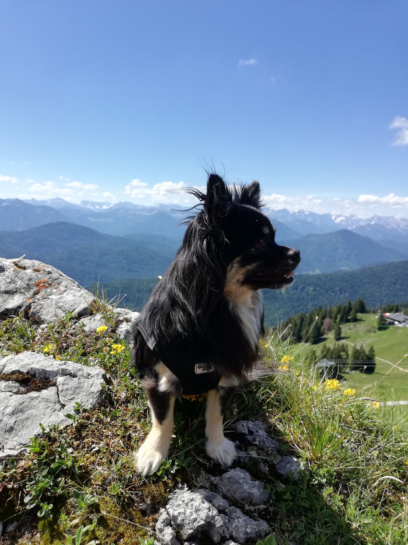 HUAWEI P20 lite sample photo. Chihuahua, dog, brauneck photography