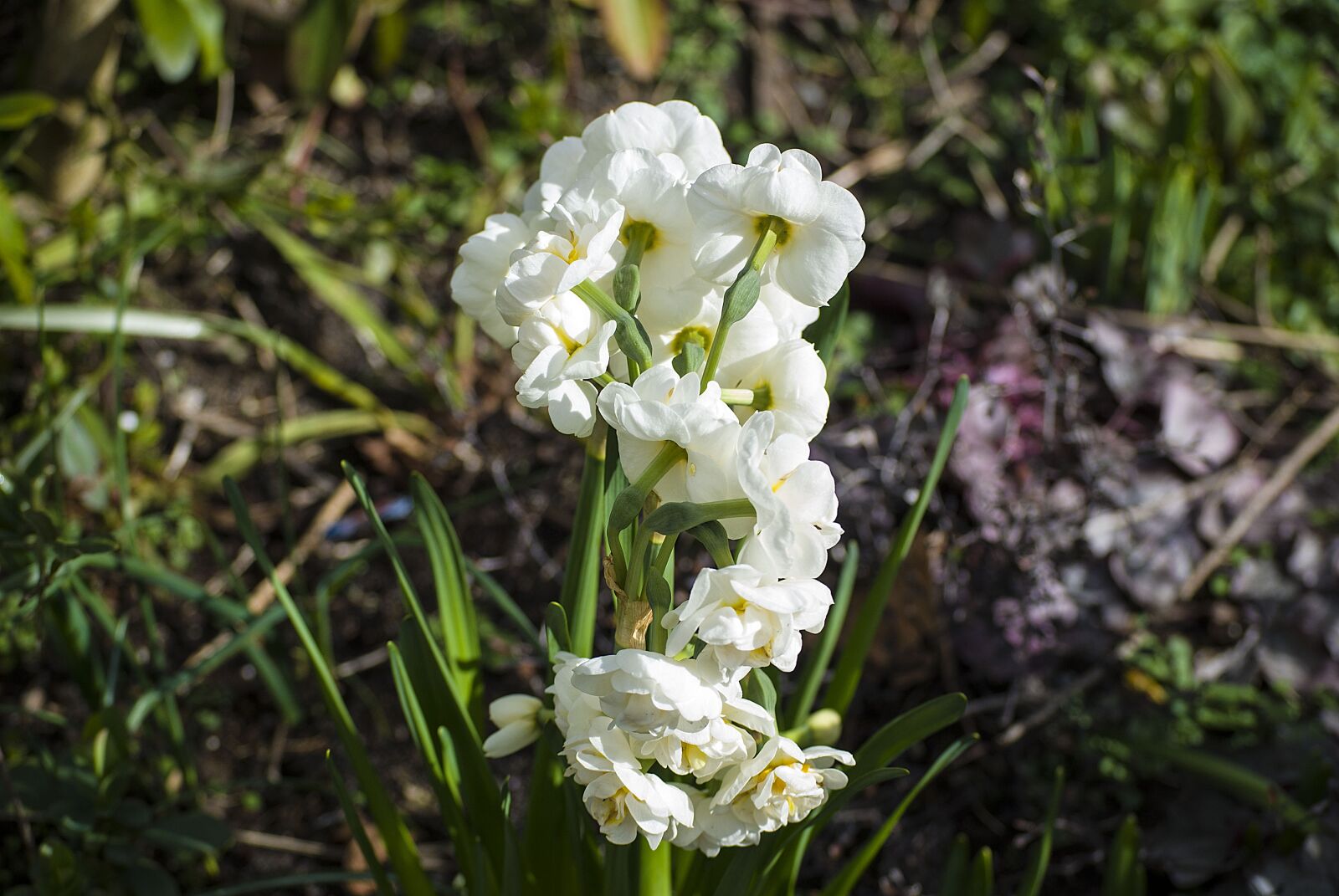 Nikon D40X sample photo. Flower, white, close up photography