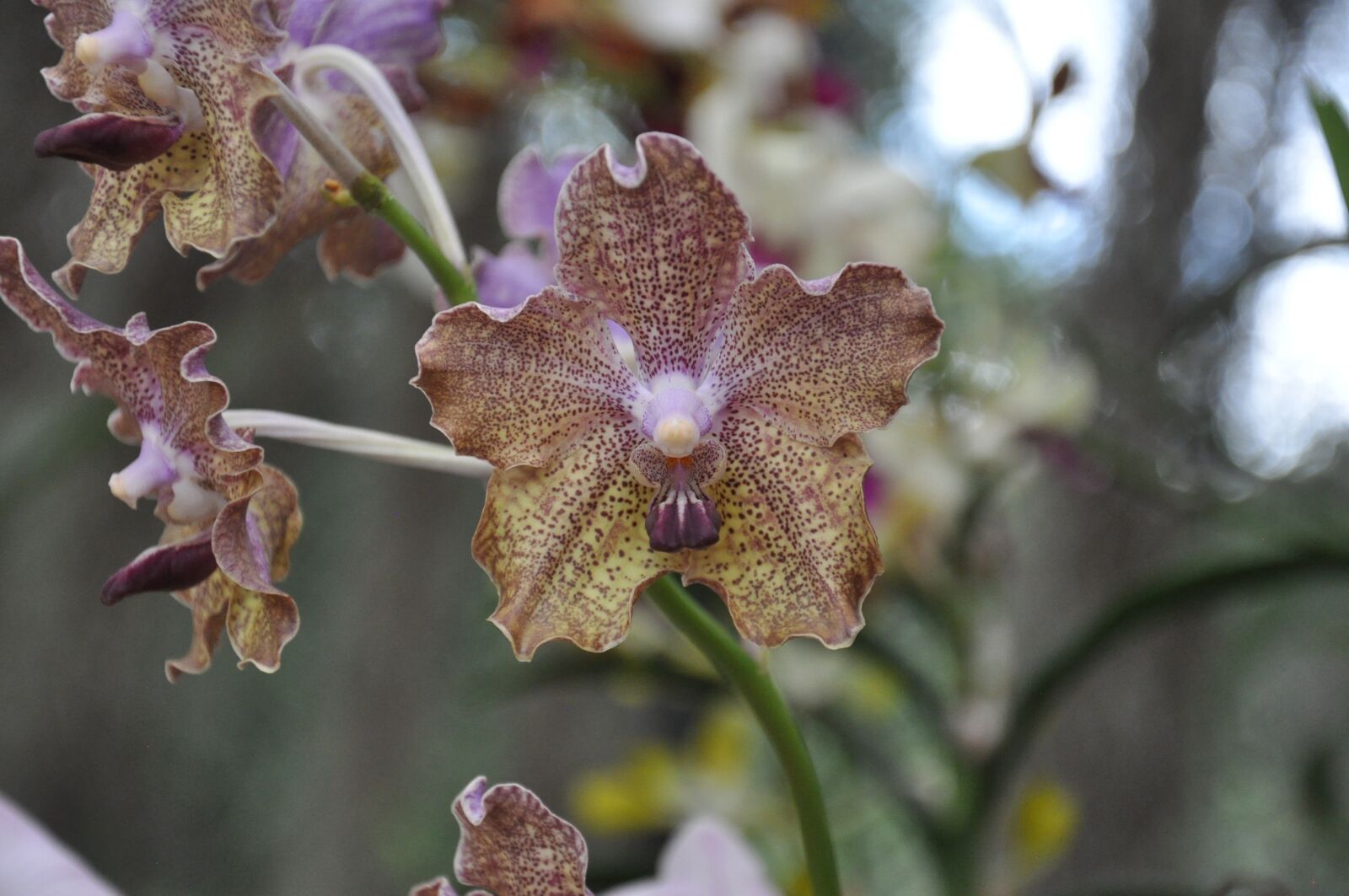 Nikon D90 sample photo. Orchid, garden, flower photography