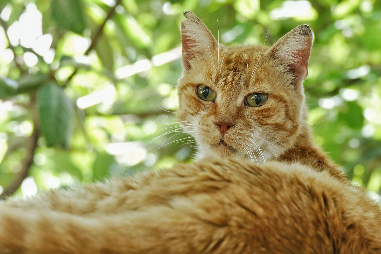 Panasonic Lumix DMC-FZ1000 sample photo. Cat, animal, pets photography