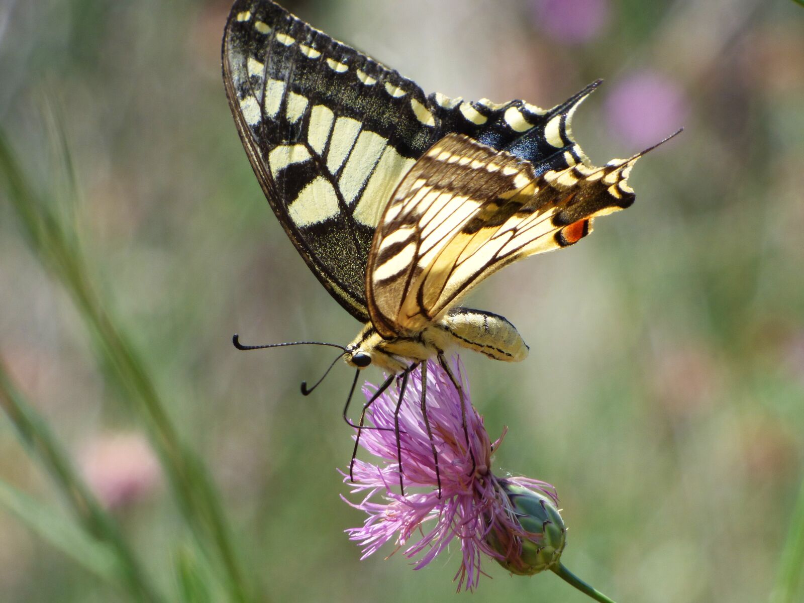 Panasonic Lumix DMC-FZ70 sample photo. Machaon, papilio machaon, butterfly photography